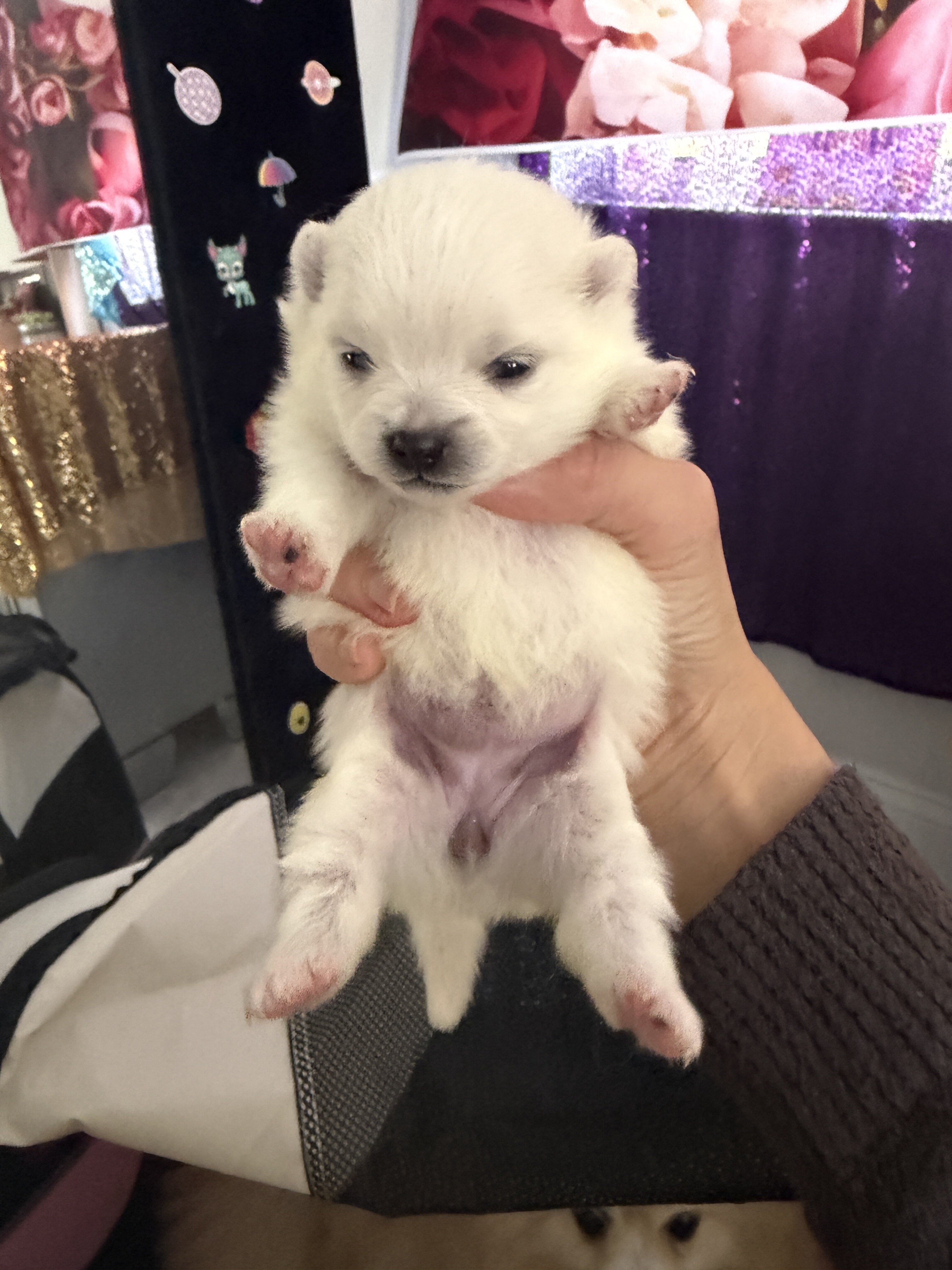 pomeranian puppies image 8