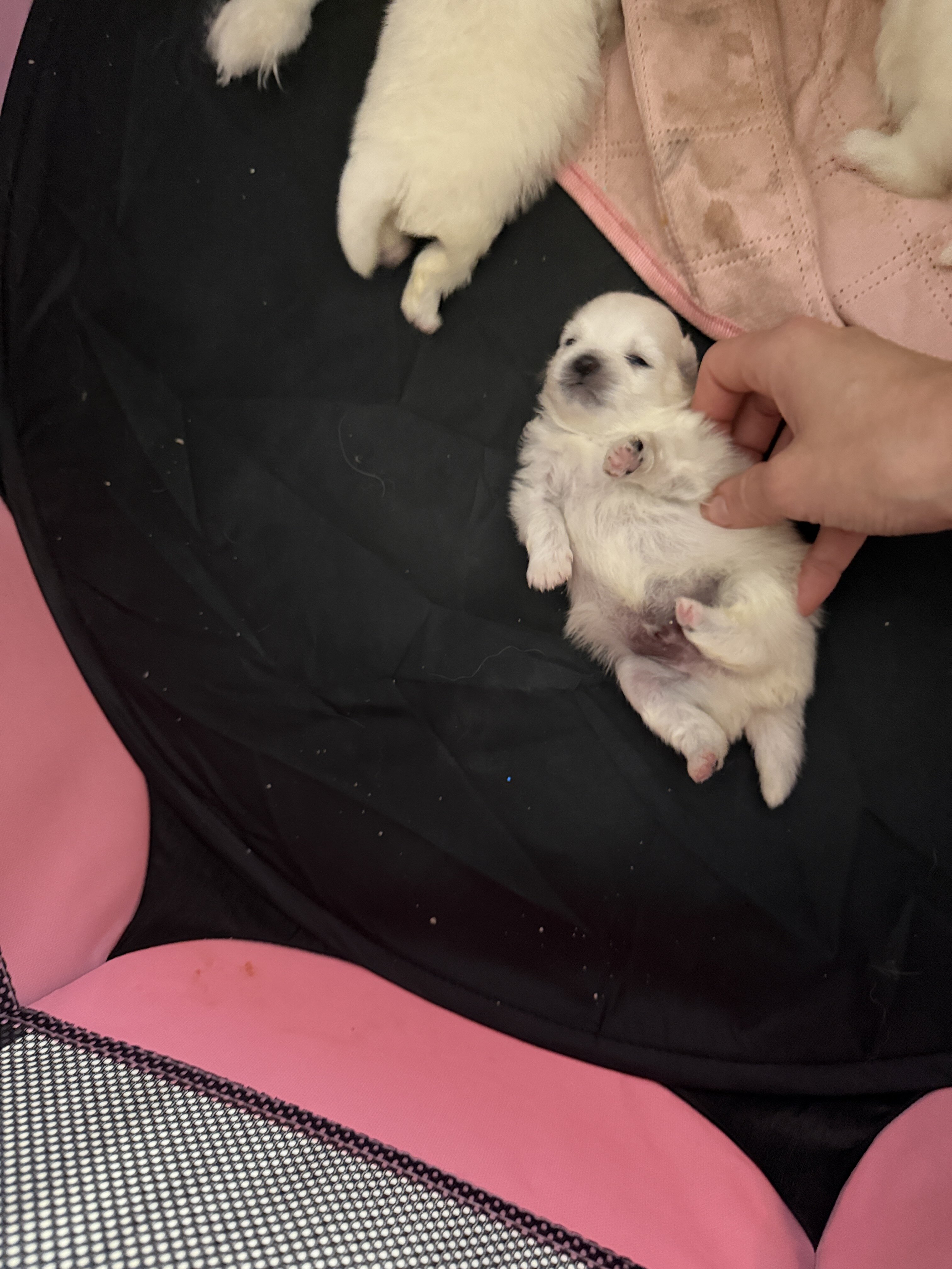pomeranian puppies image 7