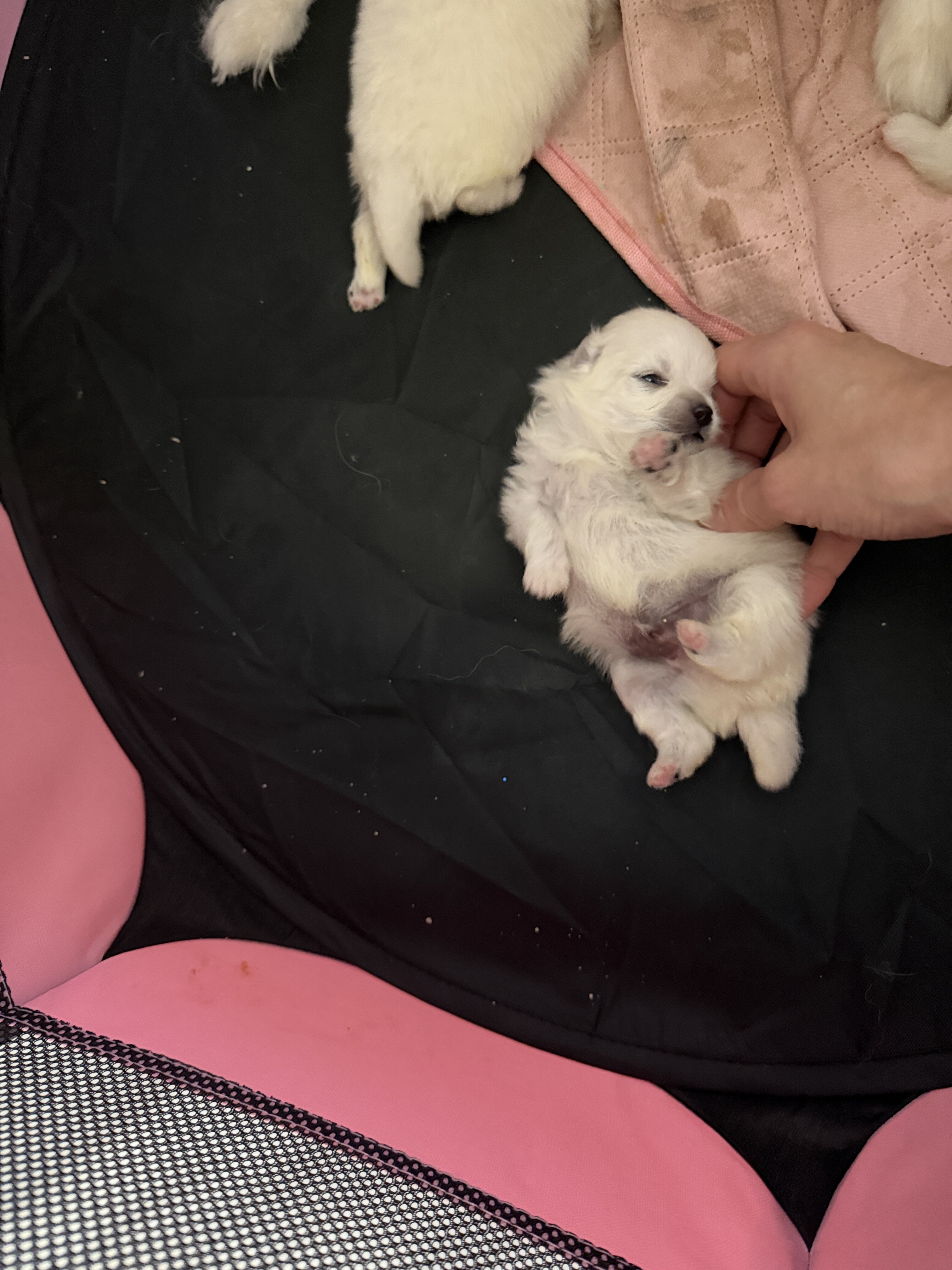 pomeranian puppies image 6