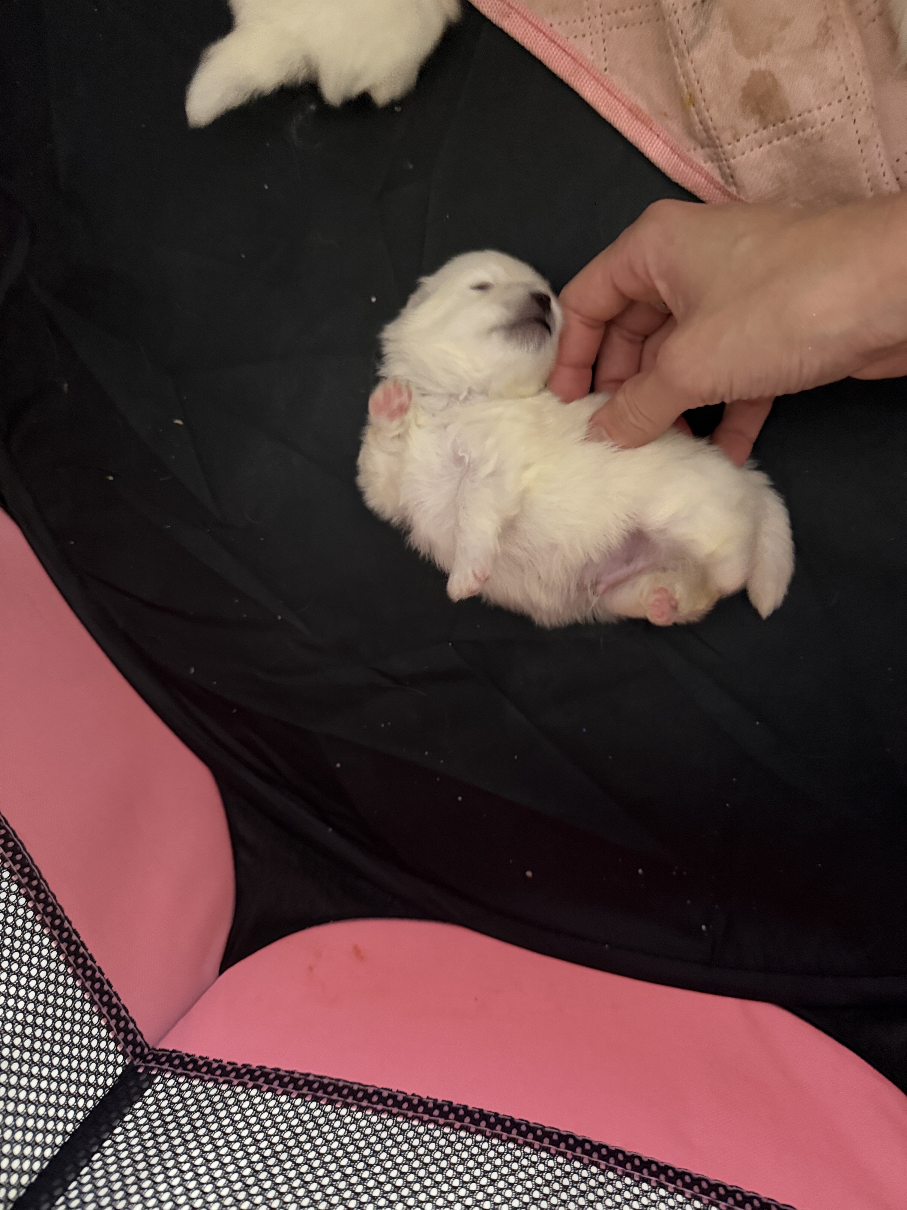 pomeranian puppies image 3