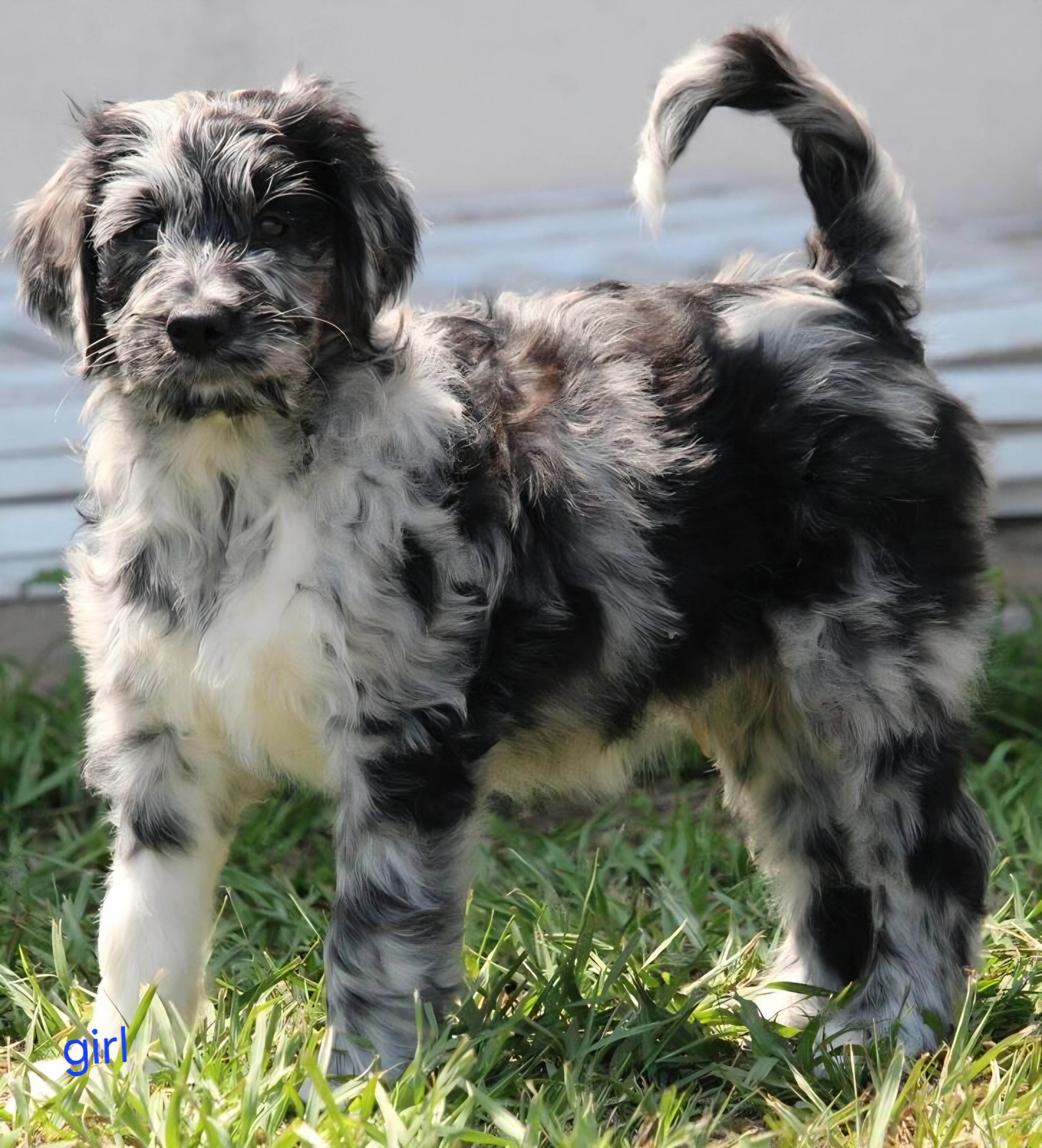 aussiedoodle pups image 1