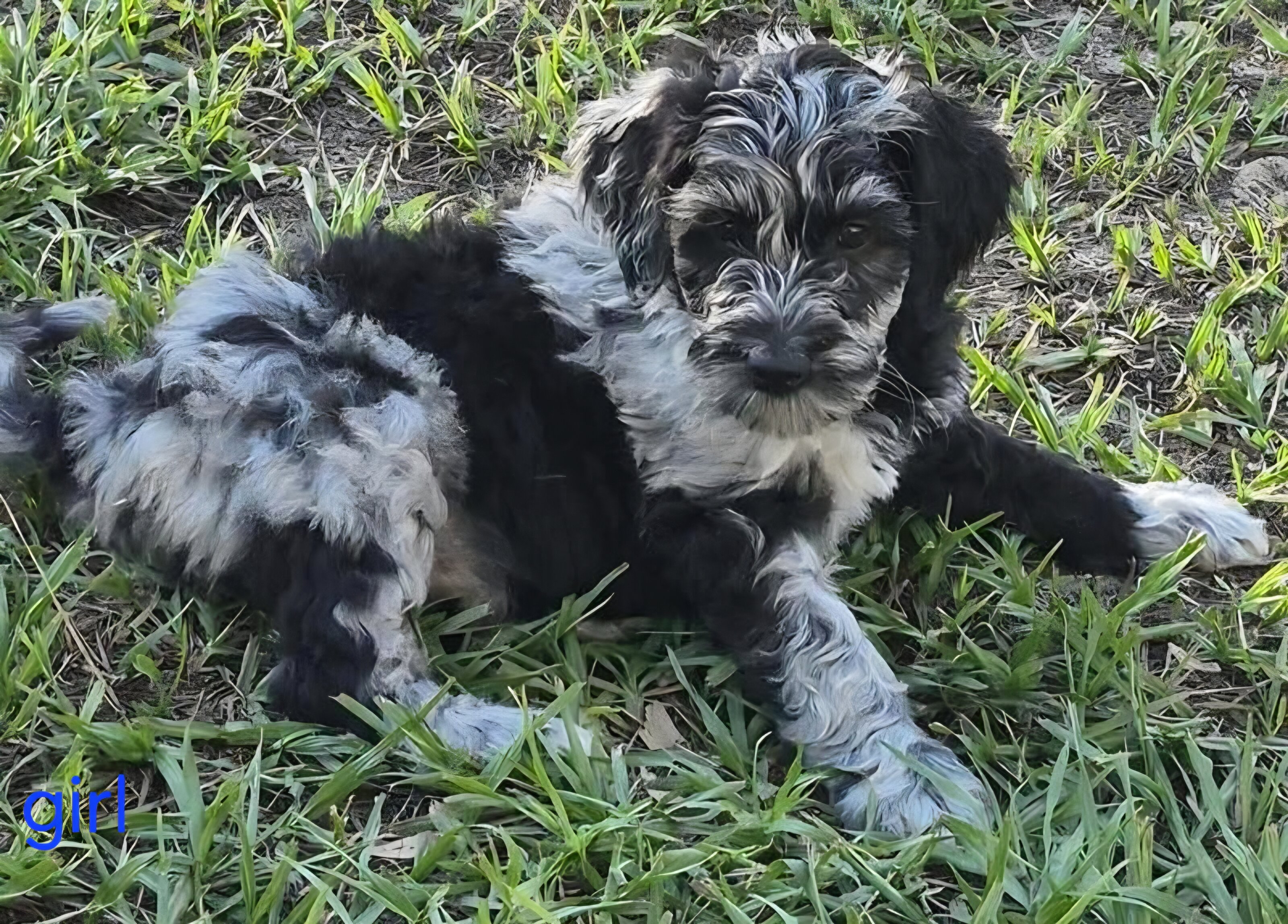 aussiedoodle pups image 2