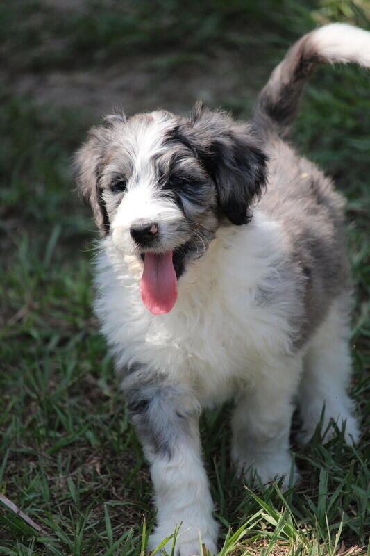 aussiedoodle pups image 3