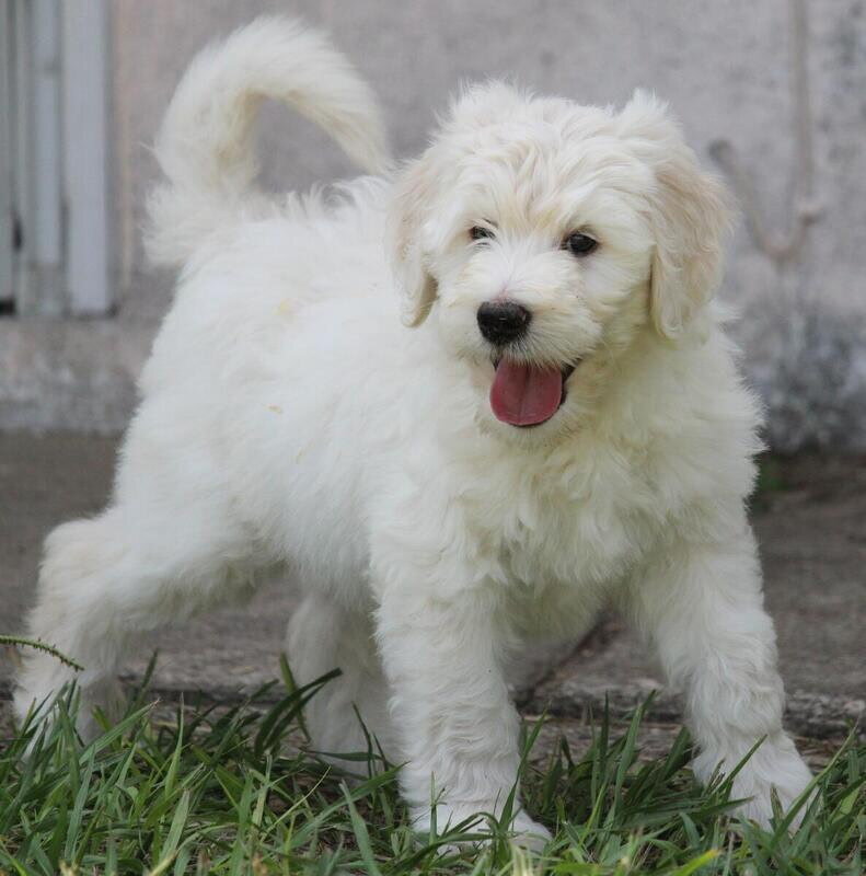 aussiedoodle pups image 4