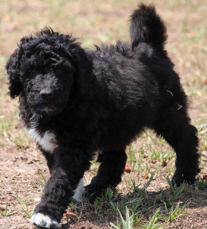 aussiedoodle pups image 5