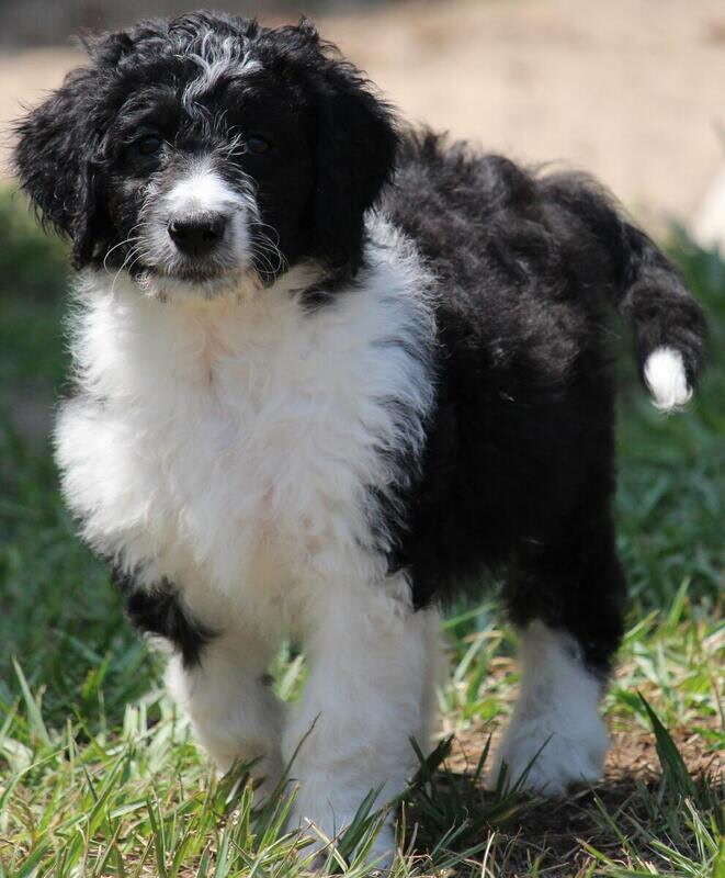 aussiedoodle pups image 6