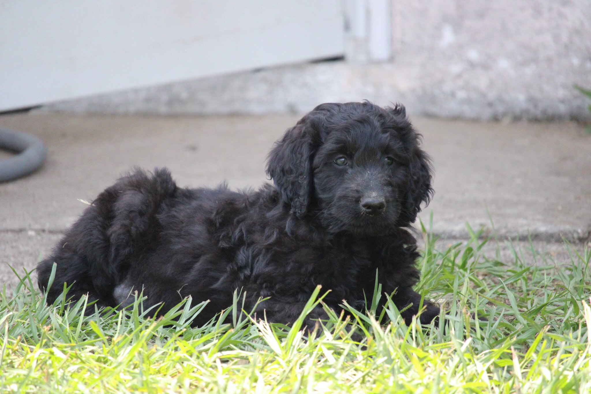 aussiedoodle pups image 7
