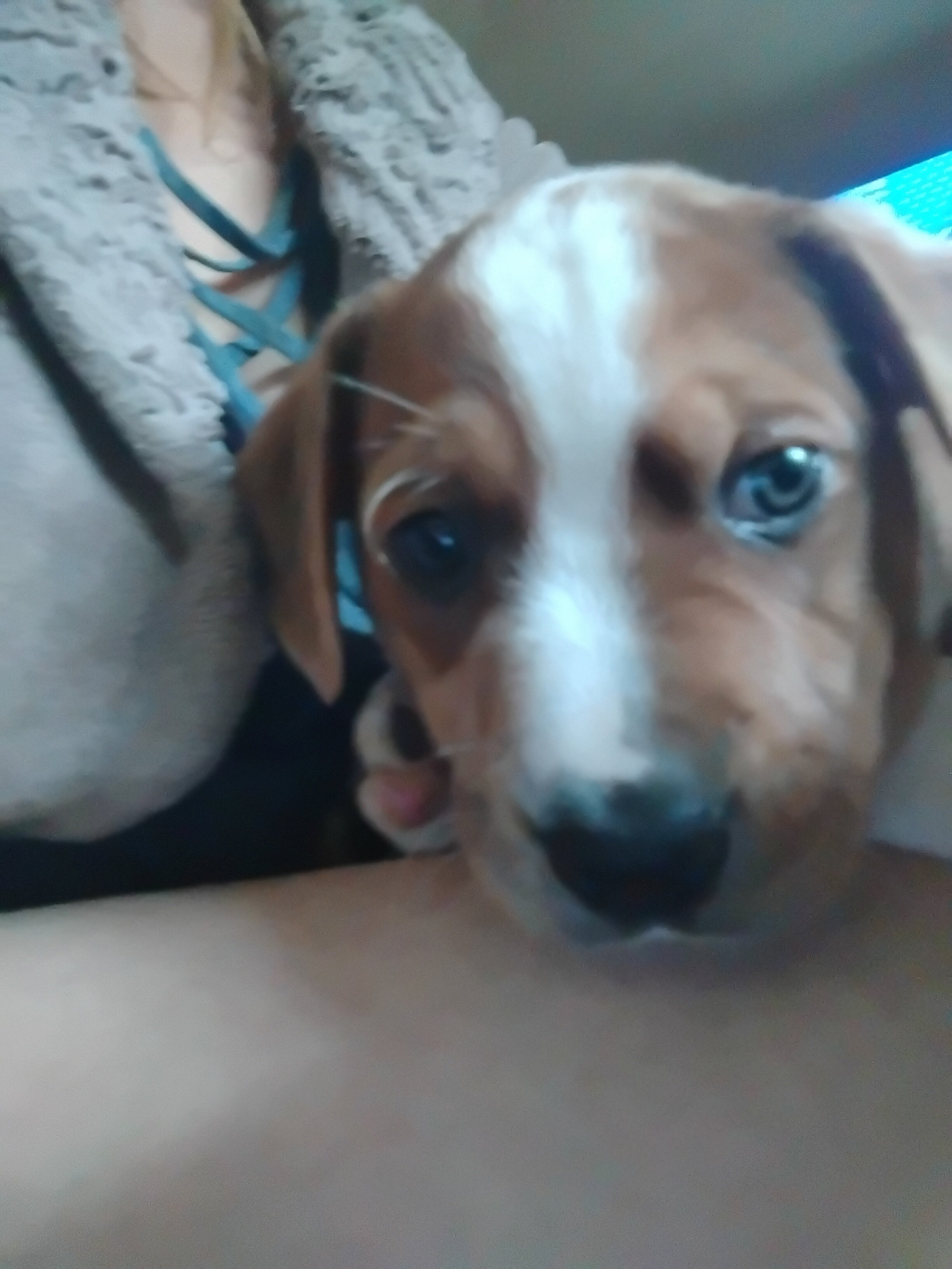 Puppy - Brindle male 9 weeks old image 2