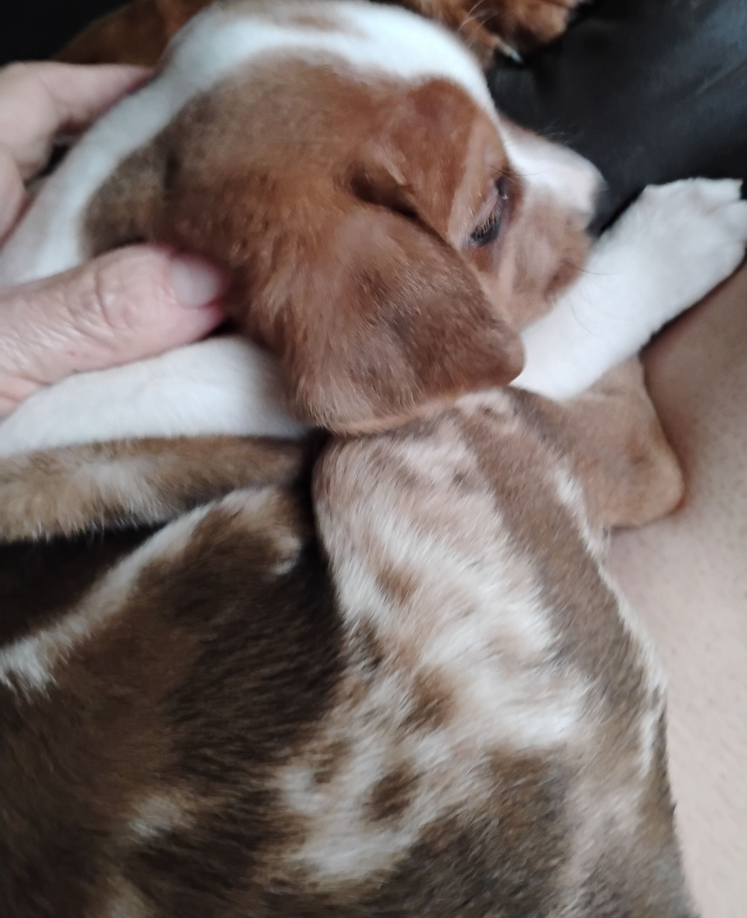 Puppy - Brindle male 9 weeks old image 1