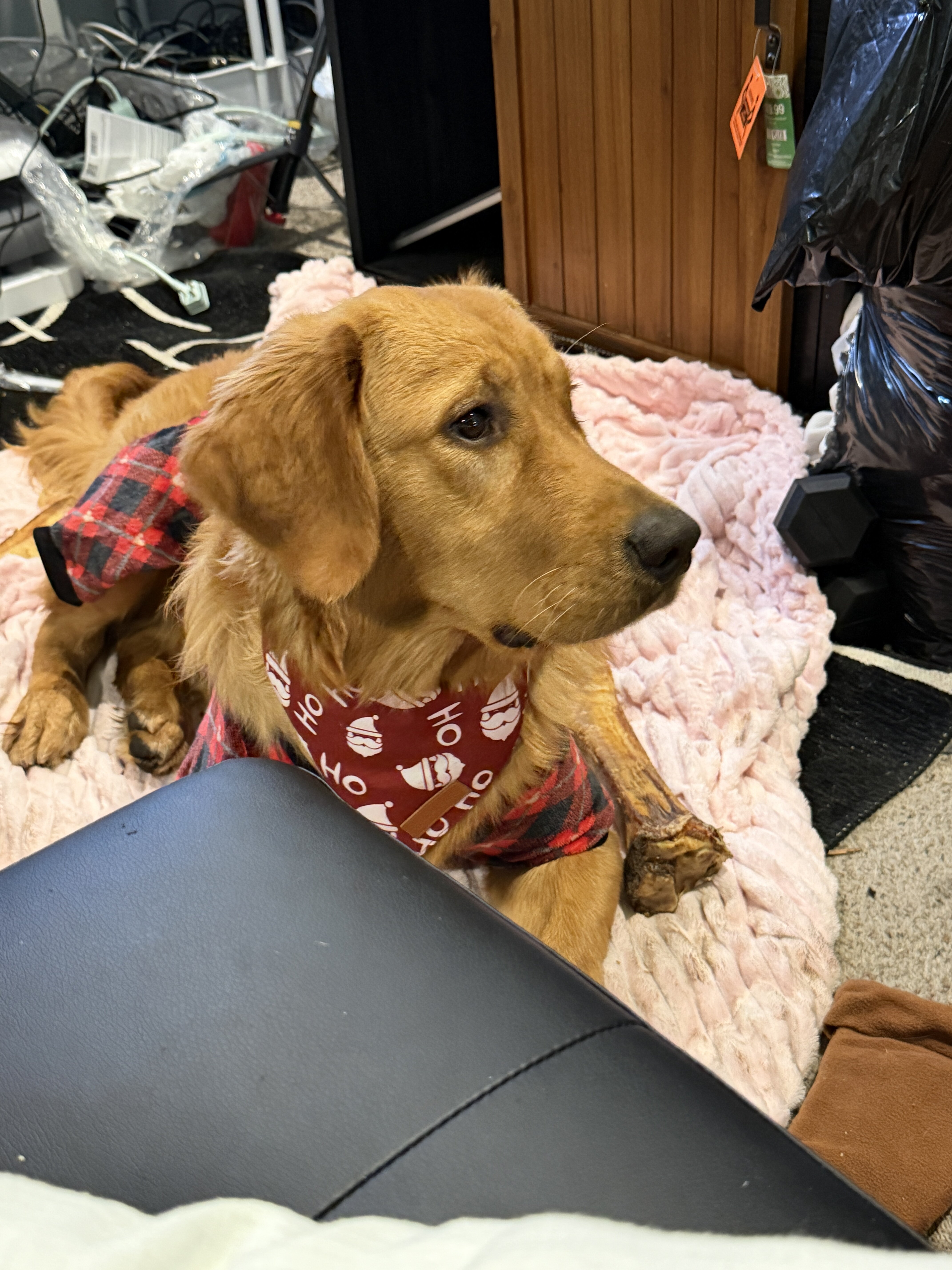 Golden retriever (1yr) image 3