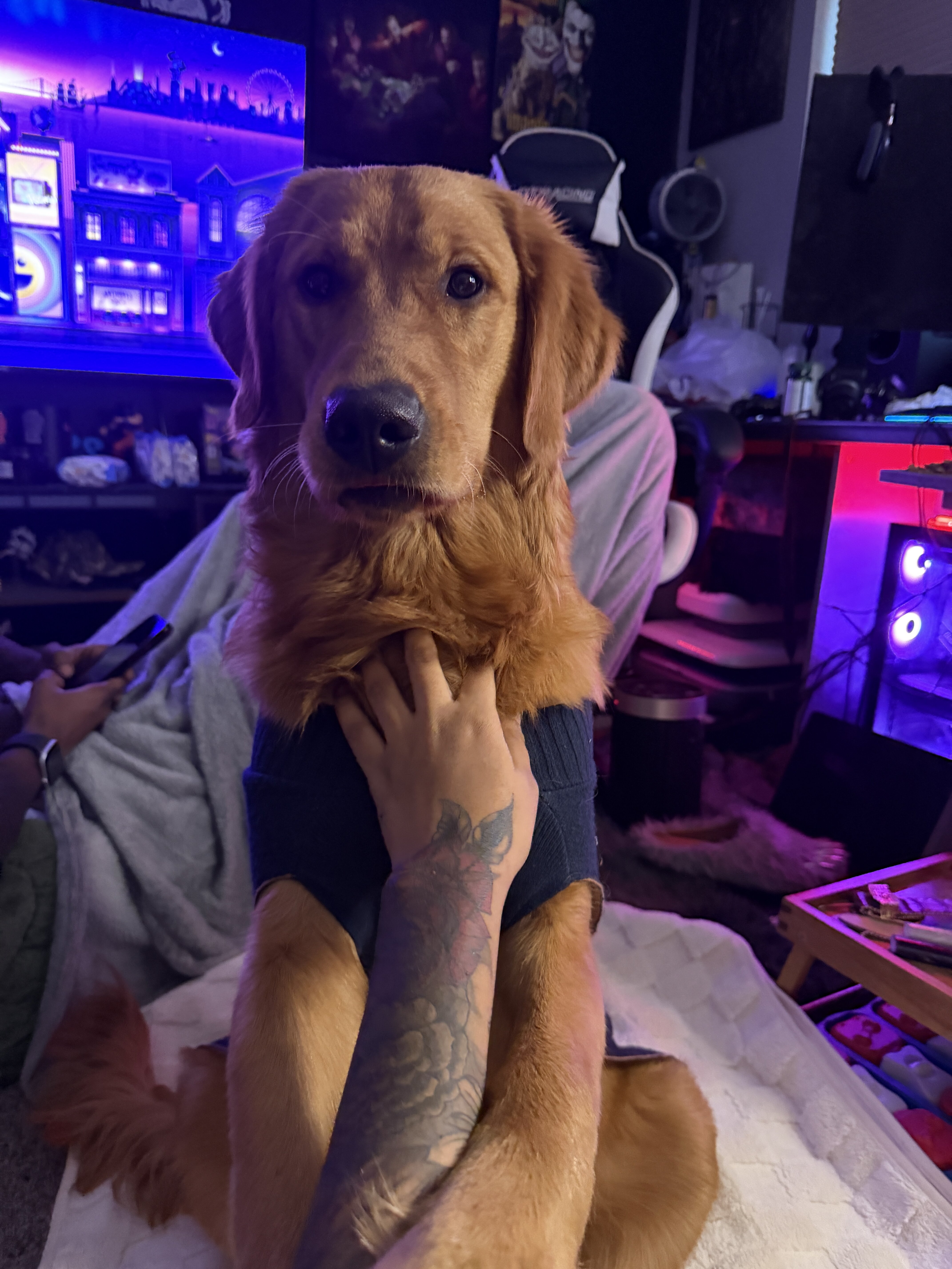 Golden retriever (1yr) image 2