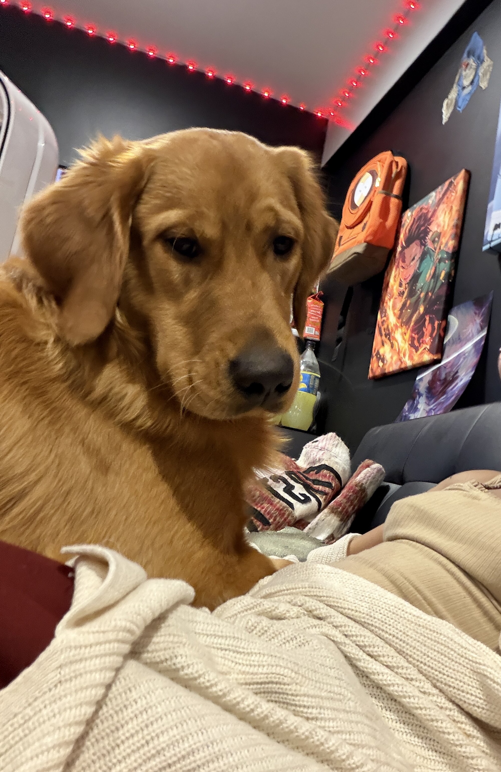 Golden retriever (1yr) image 1