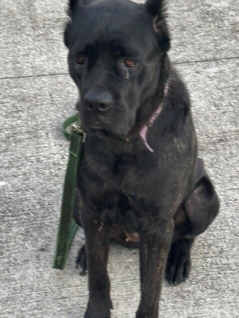 AKC registered Cane Corso female 19 months $700 image 1