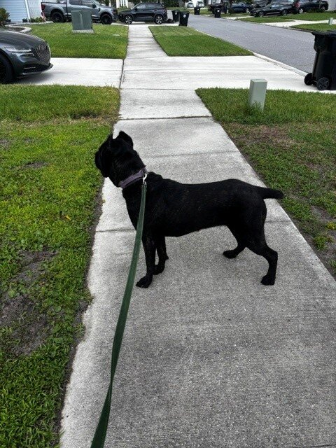 AKC registered Cane Corso female 19 months $700 image 2