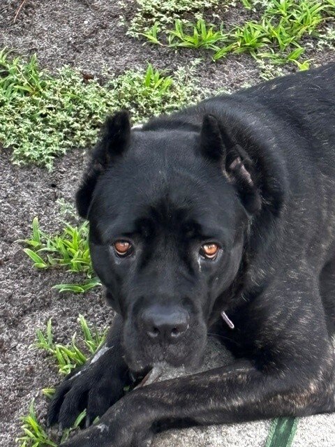 AKC registered Cane Corso female 19 months $700 image 3