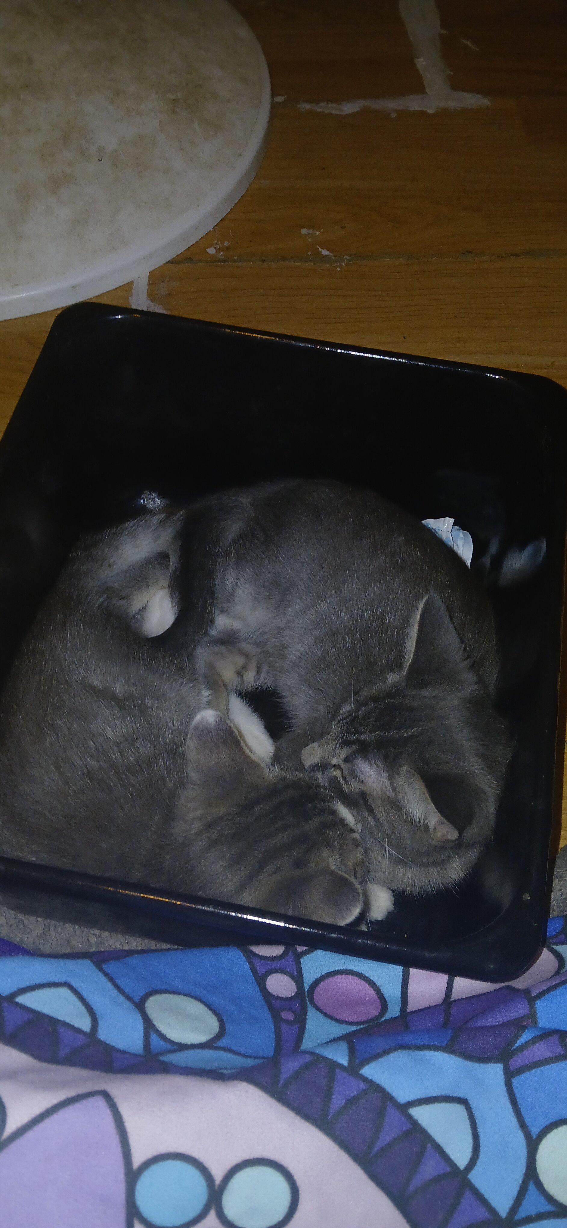 10 w/o Kittens image 5