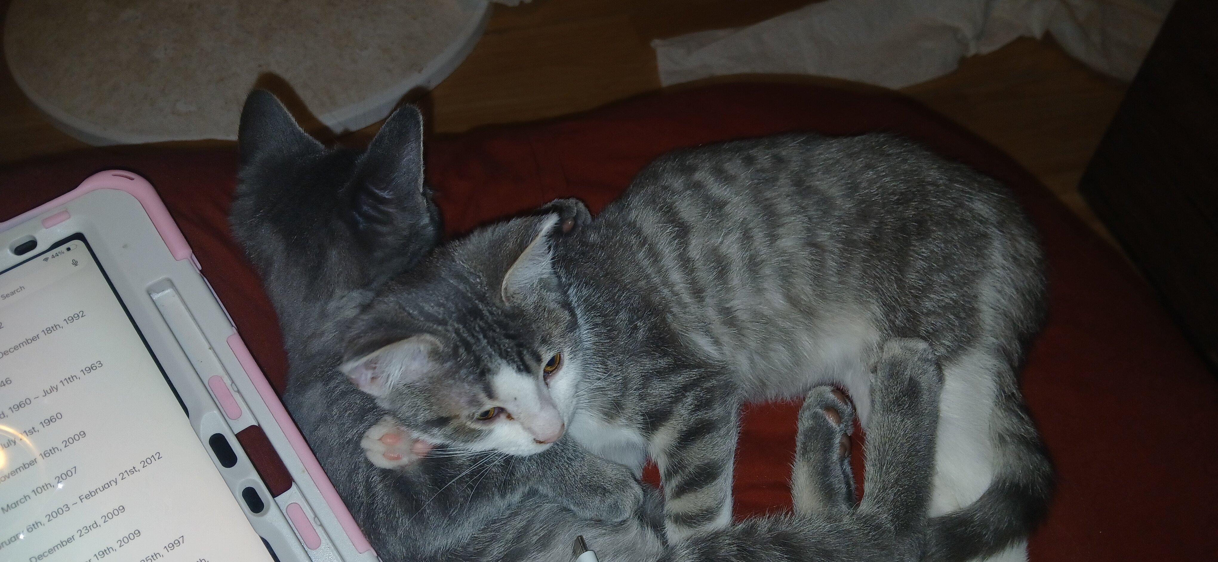 10 w/o Kittens image 4