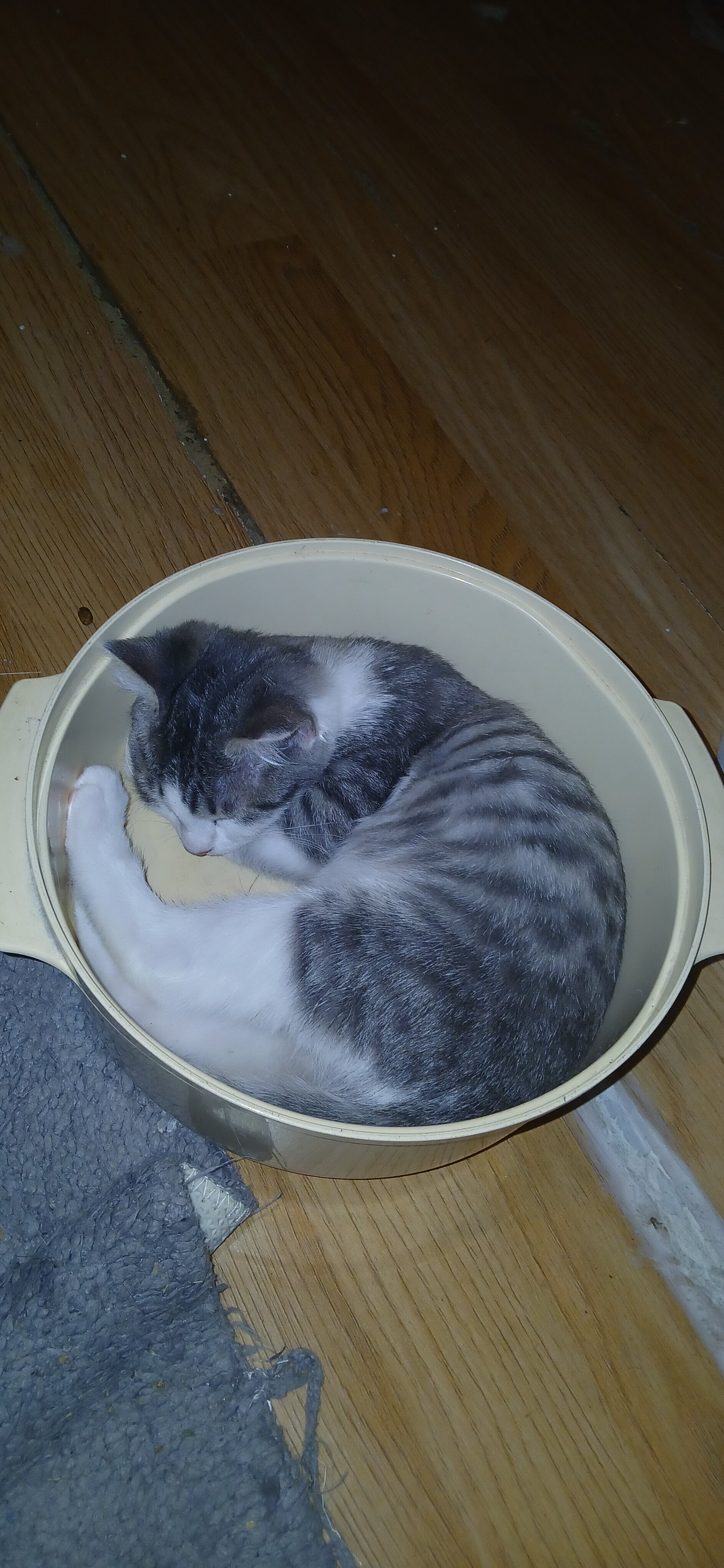 10 w/o Kittens image 3