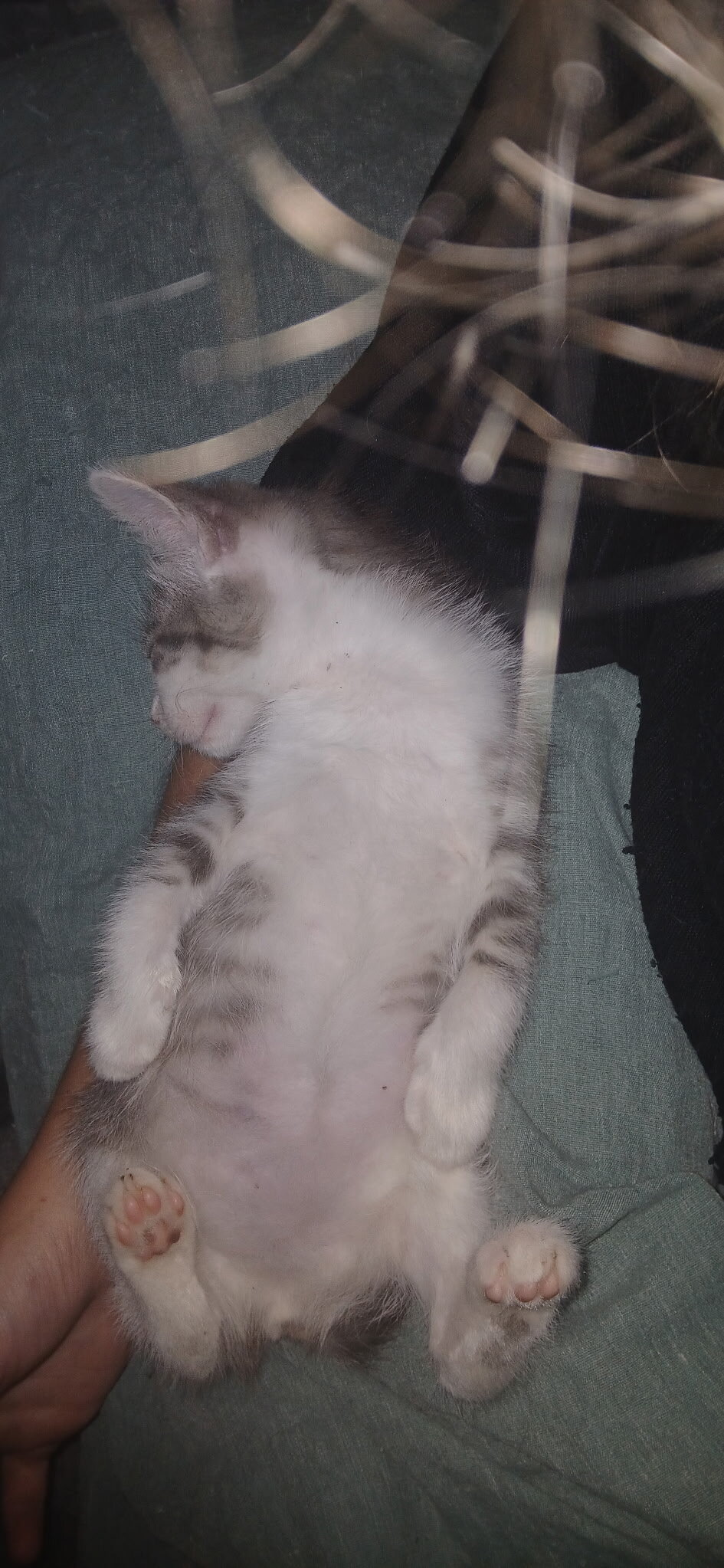 10 w/o Kittens image 7