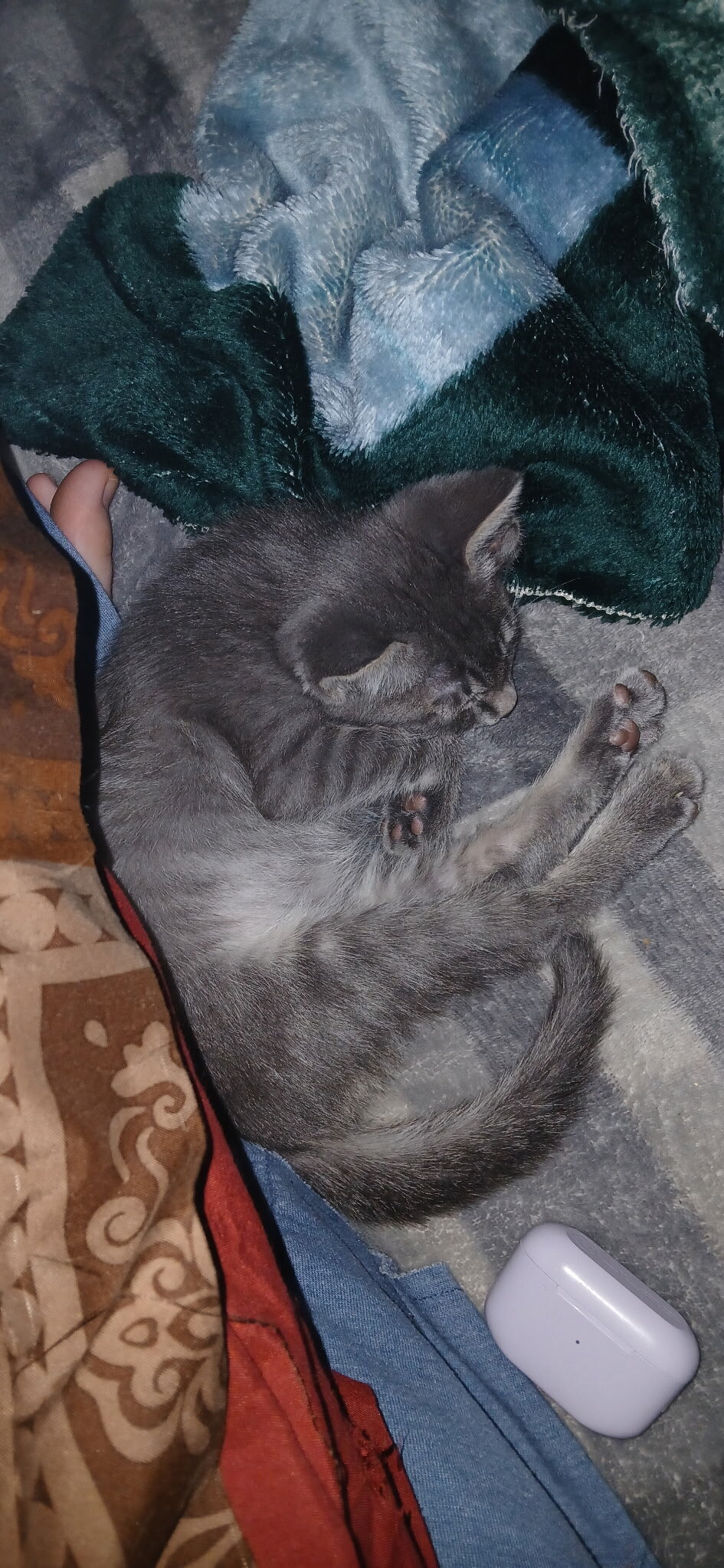 10 w/o Kittens image 6
