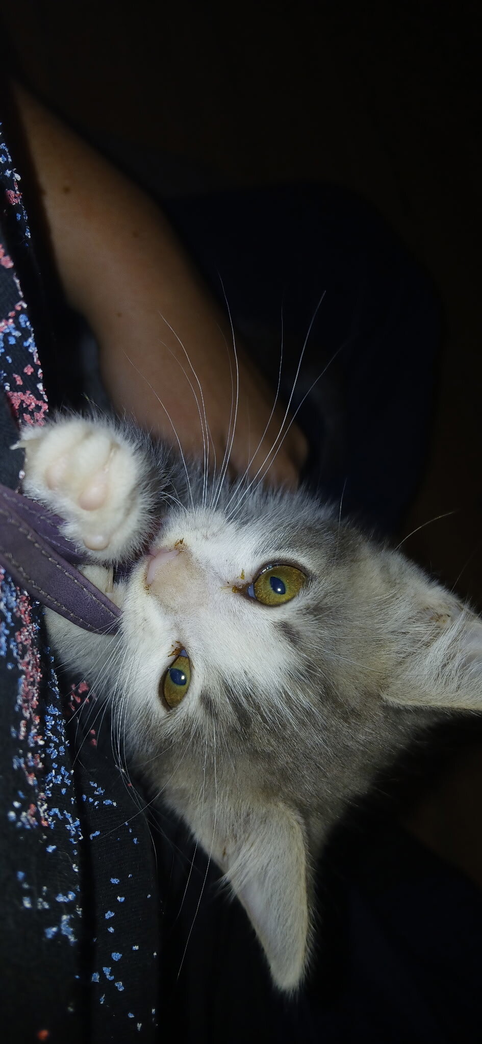 10 w/o Kittens image 8