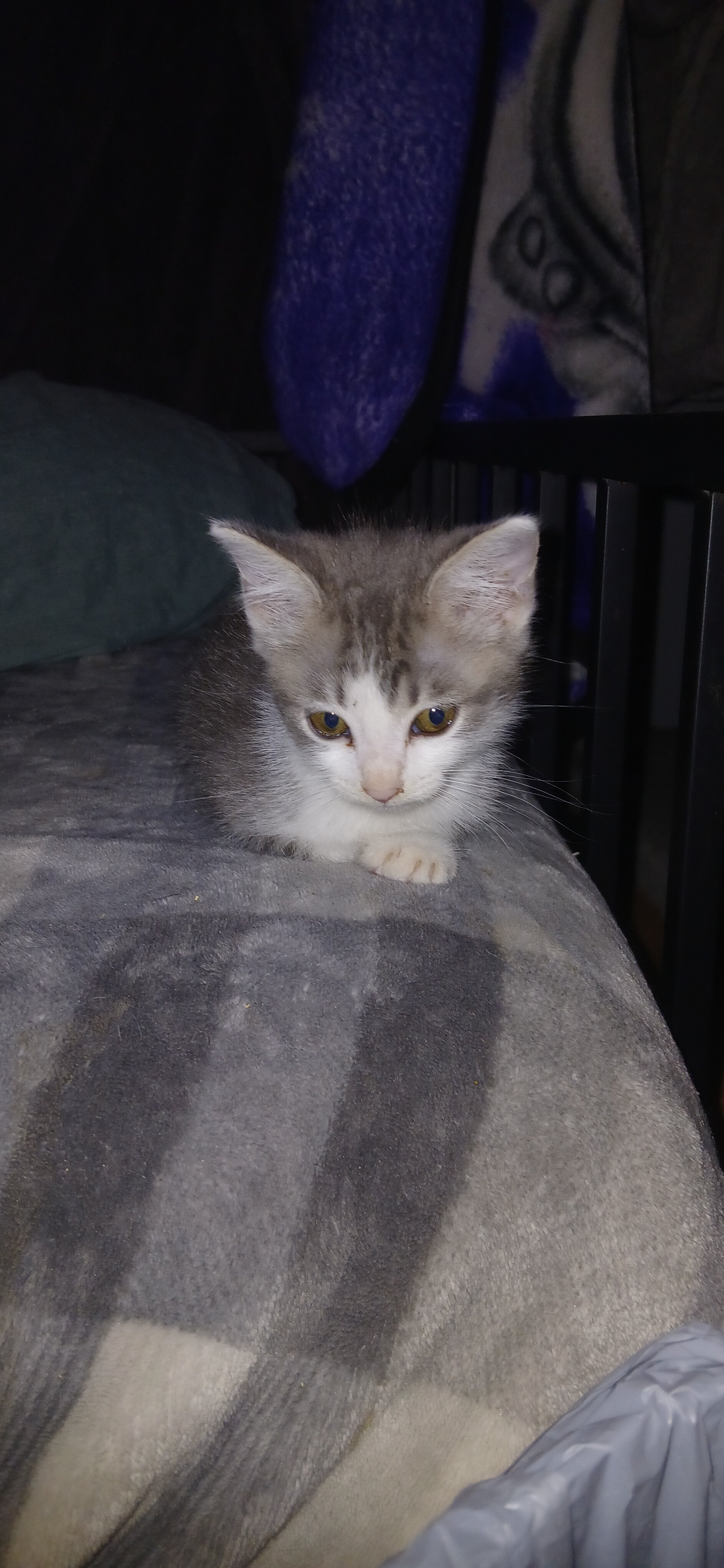 10 w/o Kittens image 2