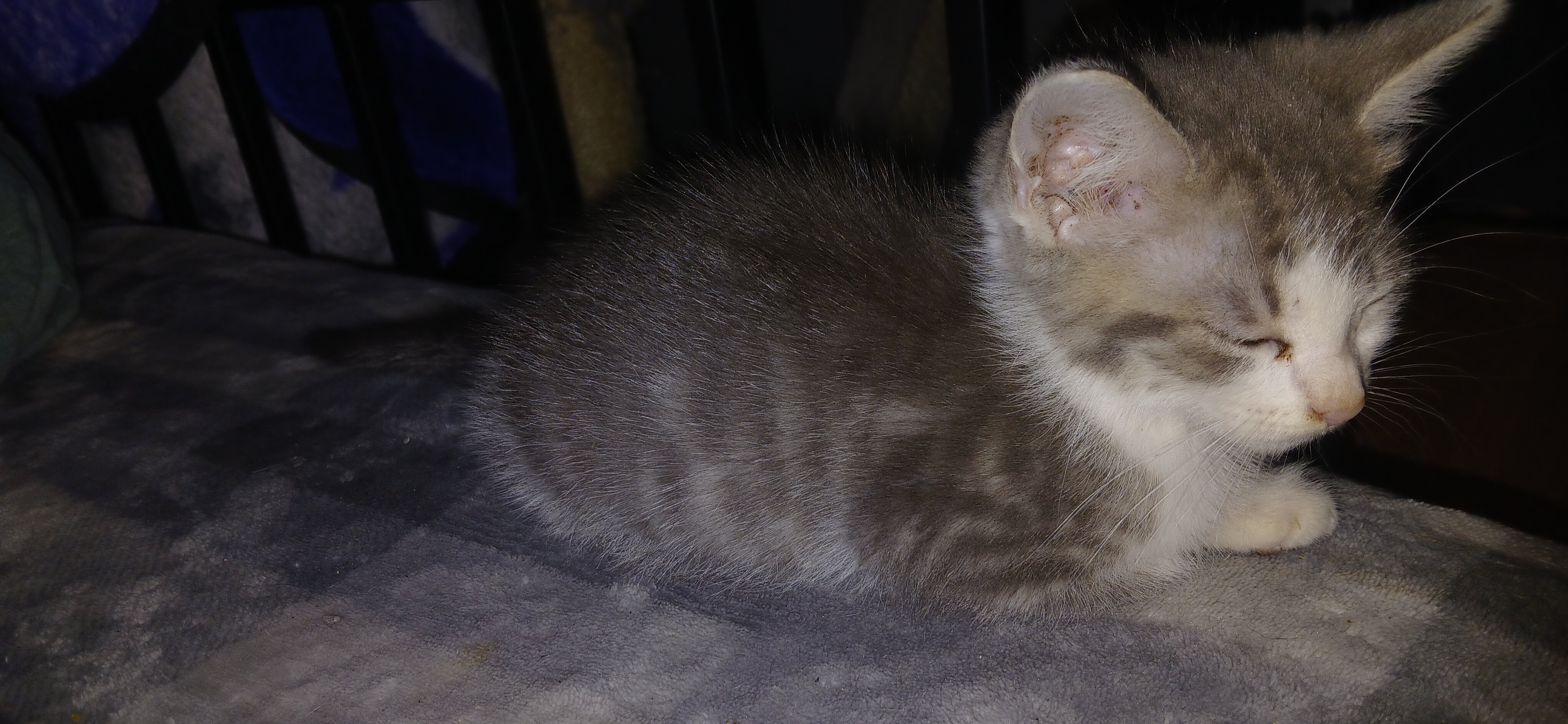 10 w/o Kittens image 1