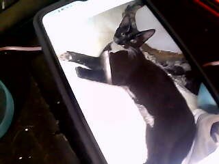 kittens image 4