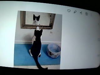 kittens image 3