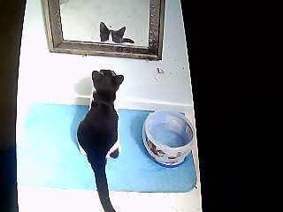 kittens image 2