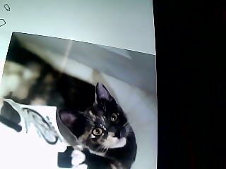 kittens image 1