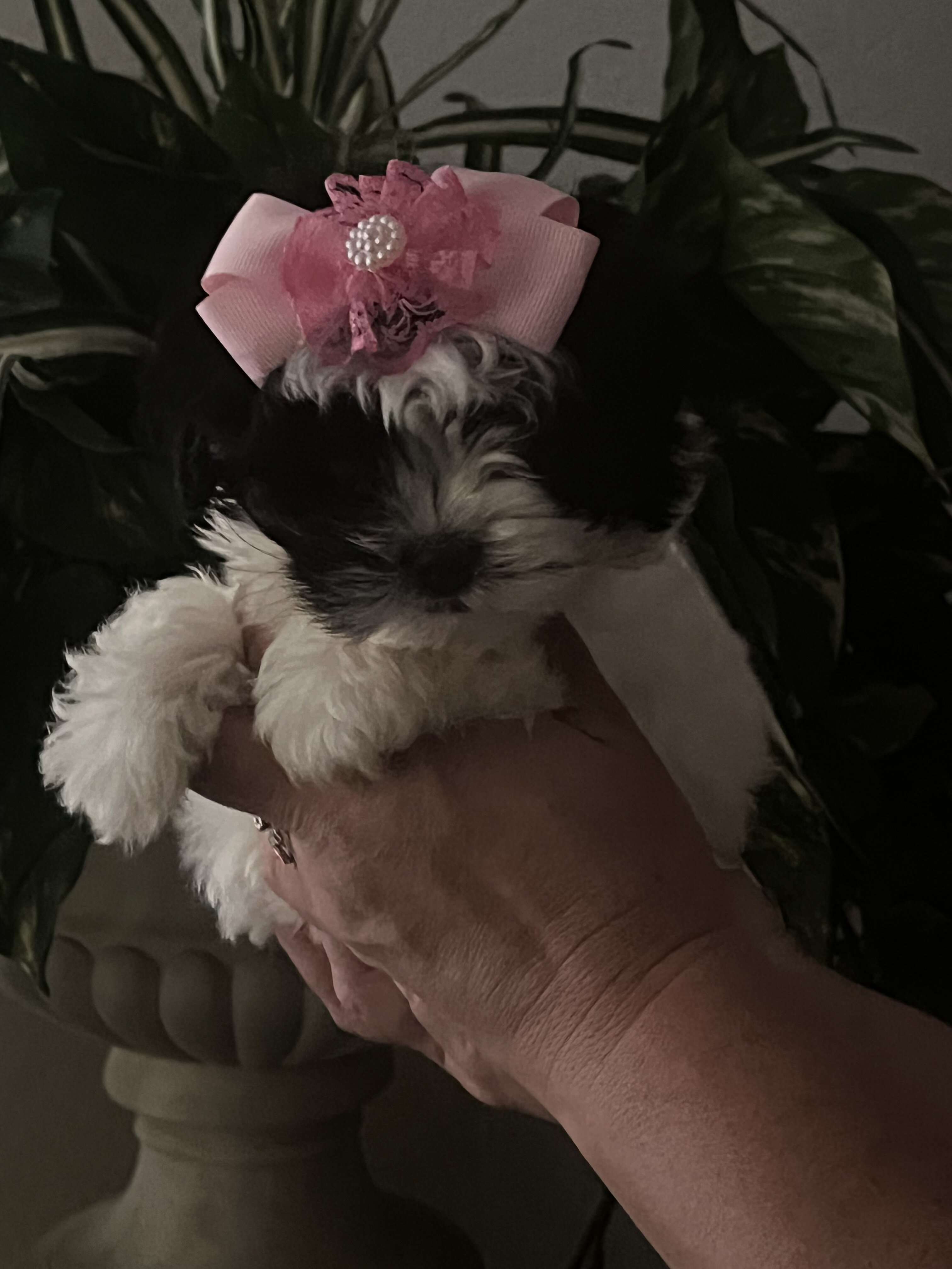 Shihtzu maltipoo image 1