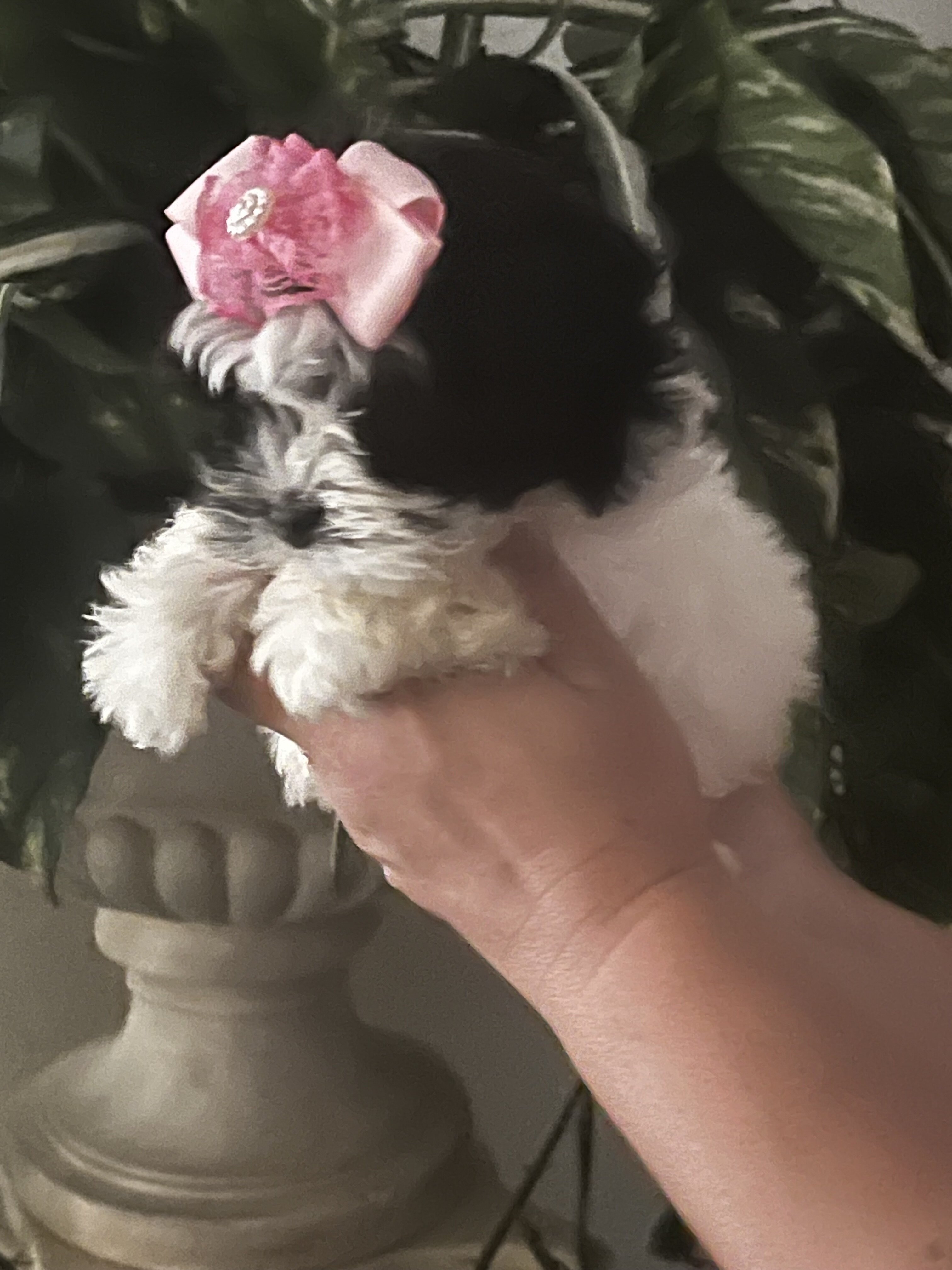 Shihtzu maltipoo image 2