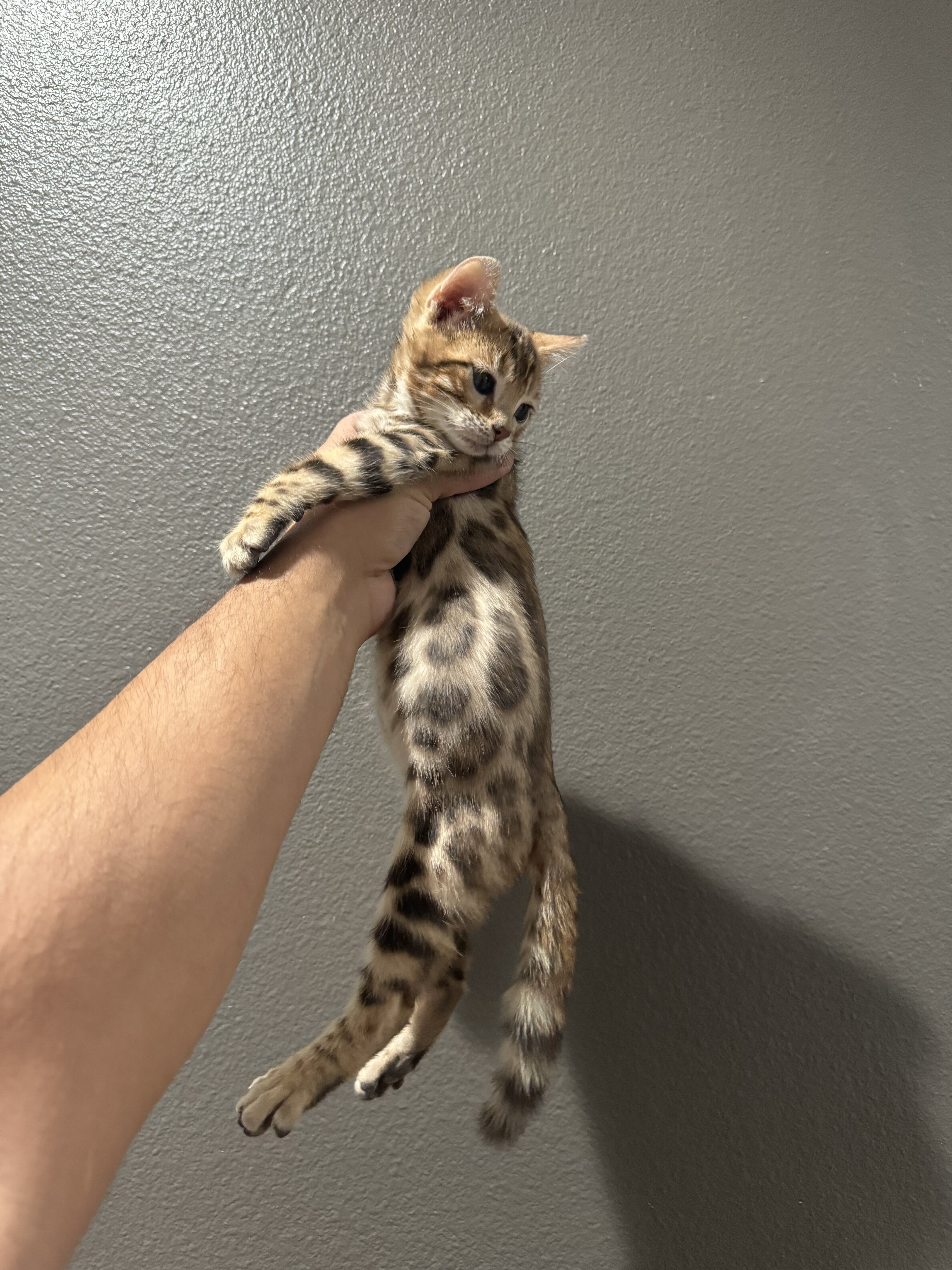 Bengal kitten image 1