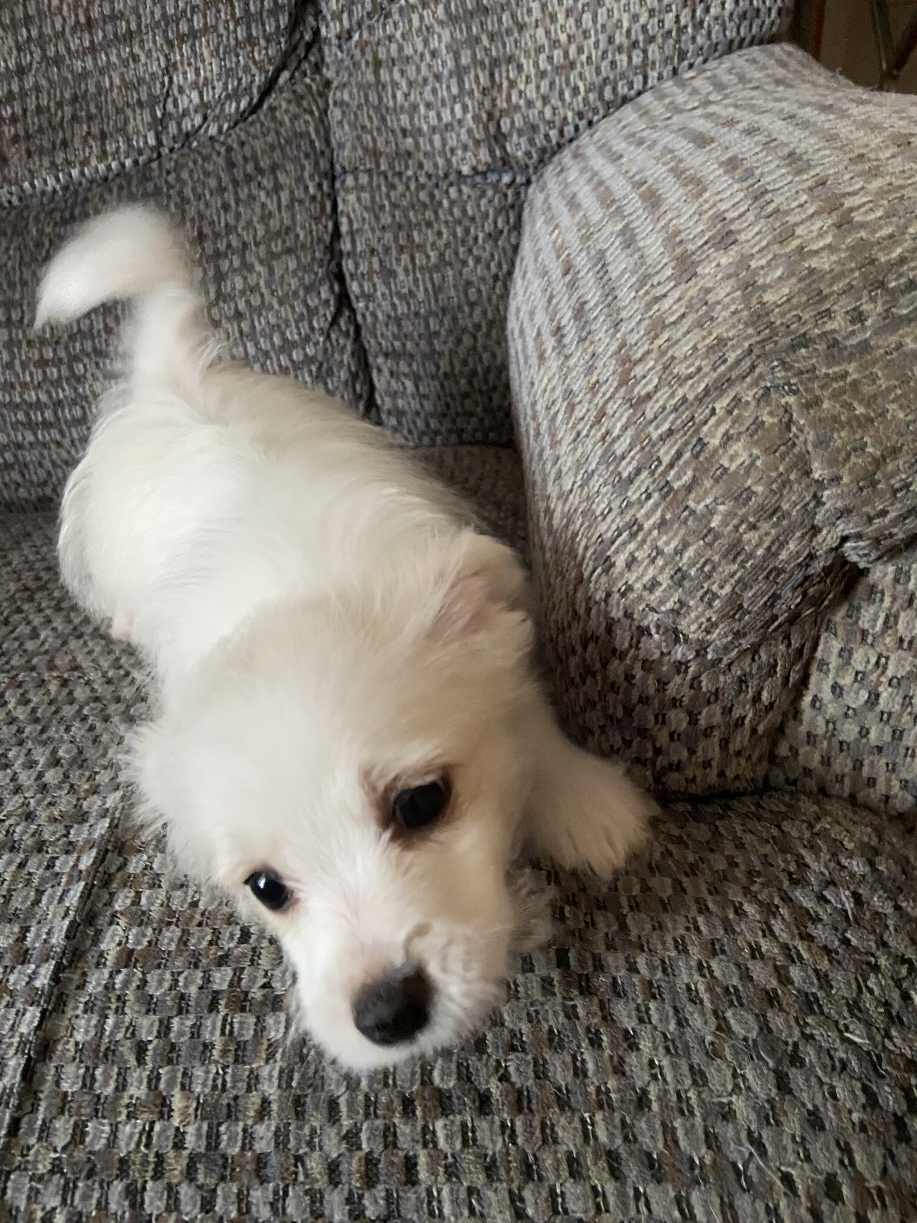 Pomeranian mix puppy image 2