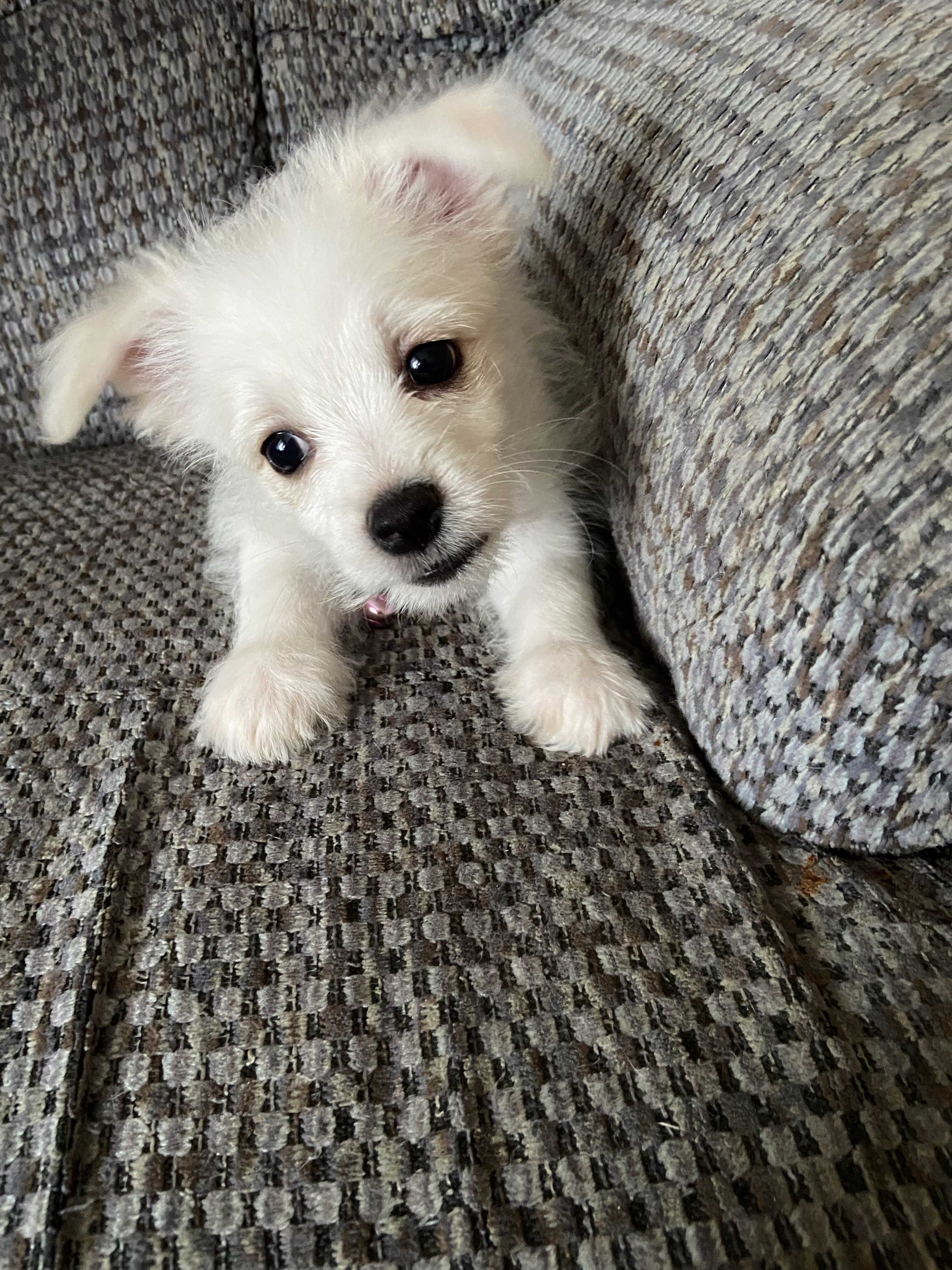 Pomeranian mix puppy image 1