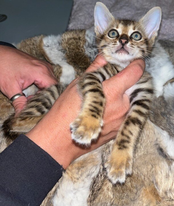 F5 female savannah image 1