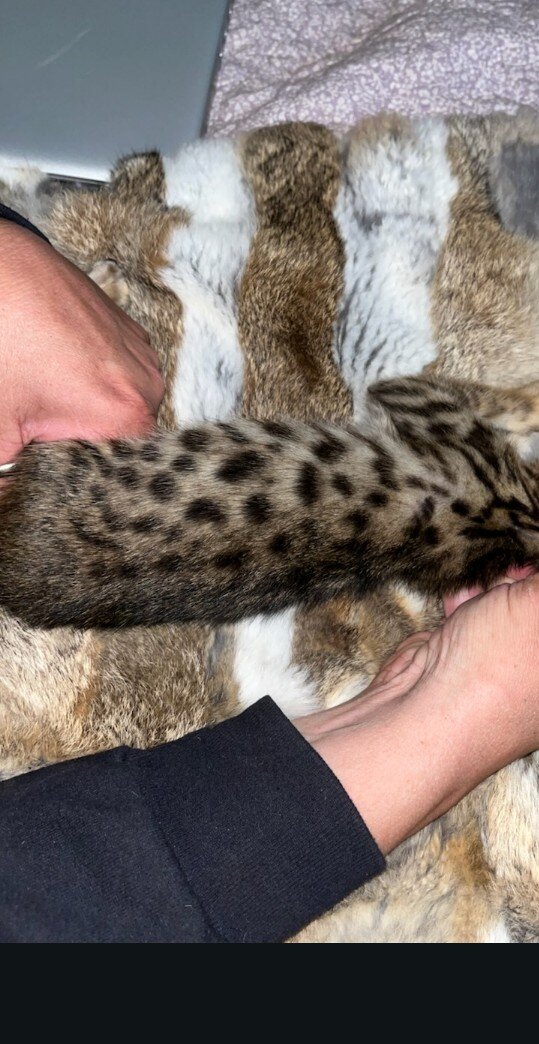 F5 female savannah image 2