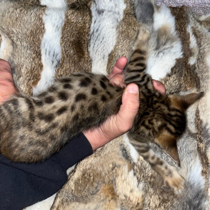 F5 female savannah image 5