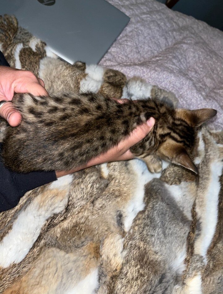 F5 female savannah image 4