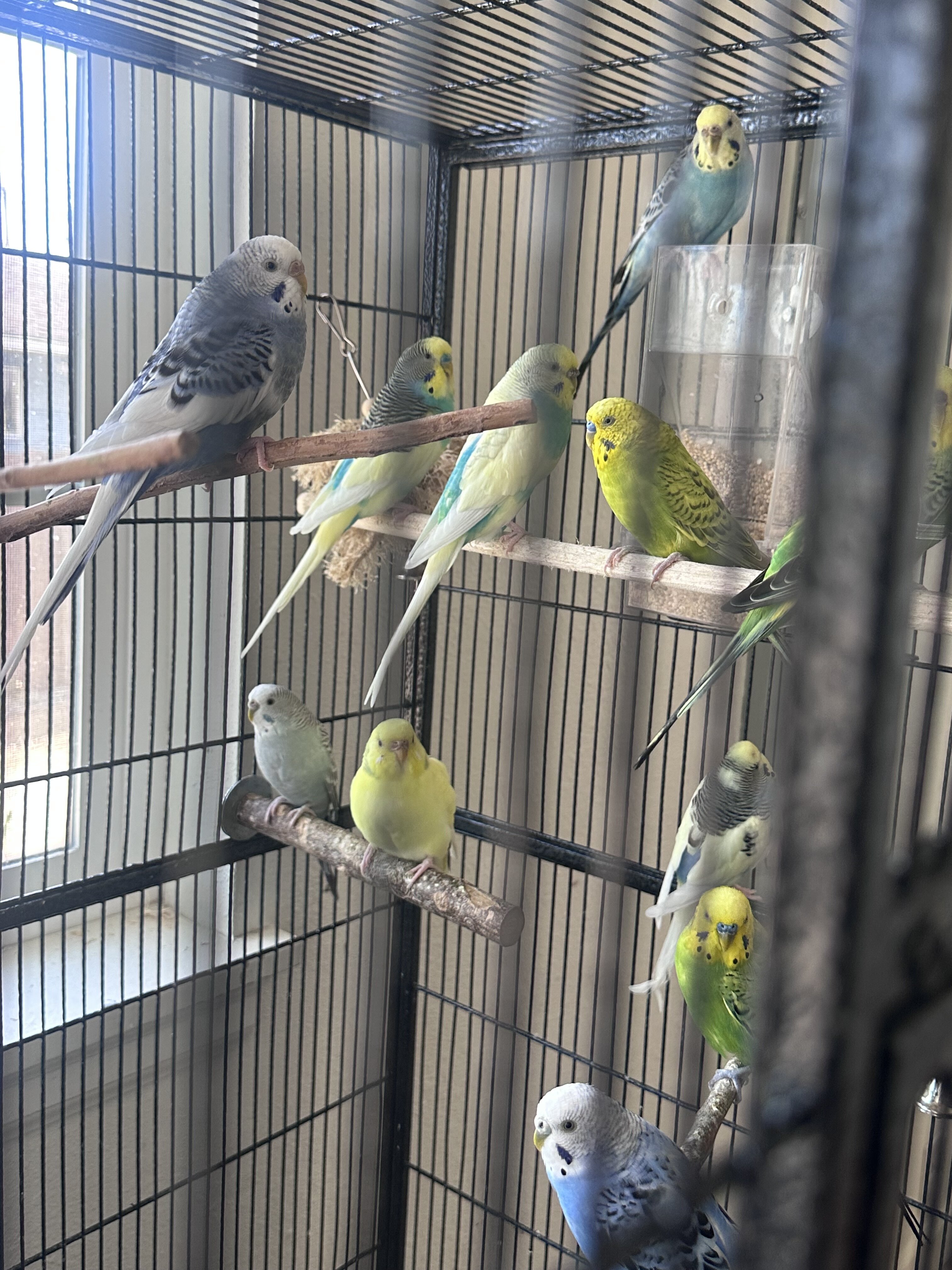 Selling budgies image 1