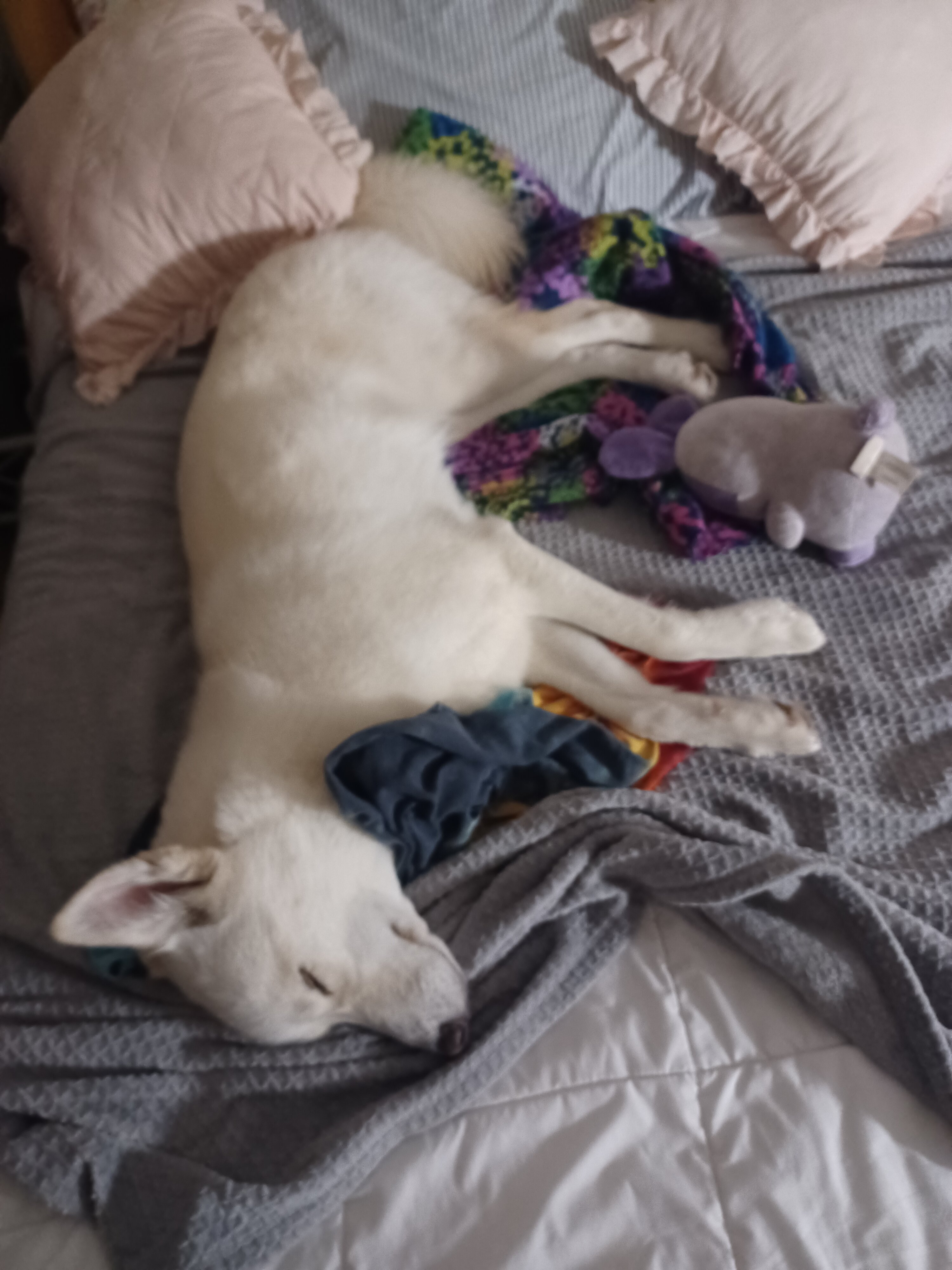 17month old Beautiful winter Husky image 1