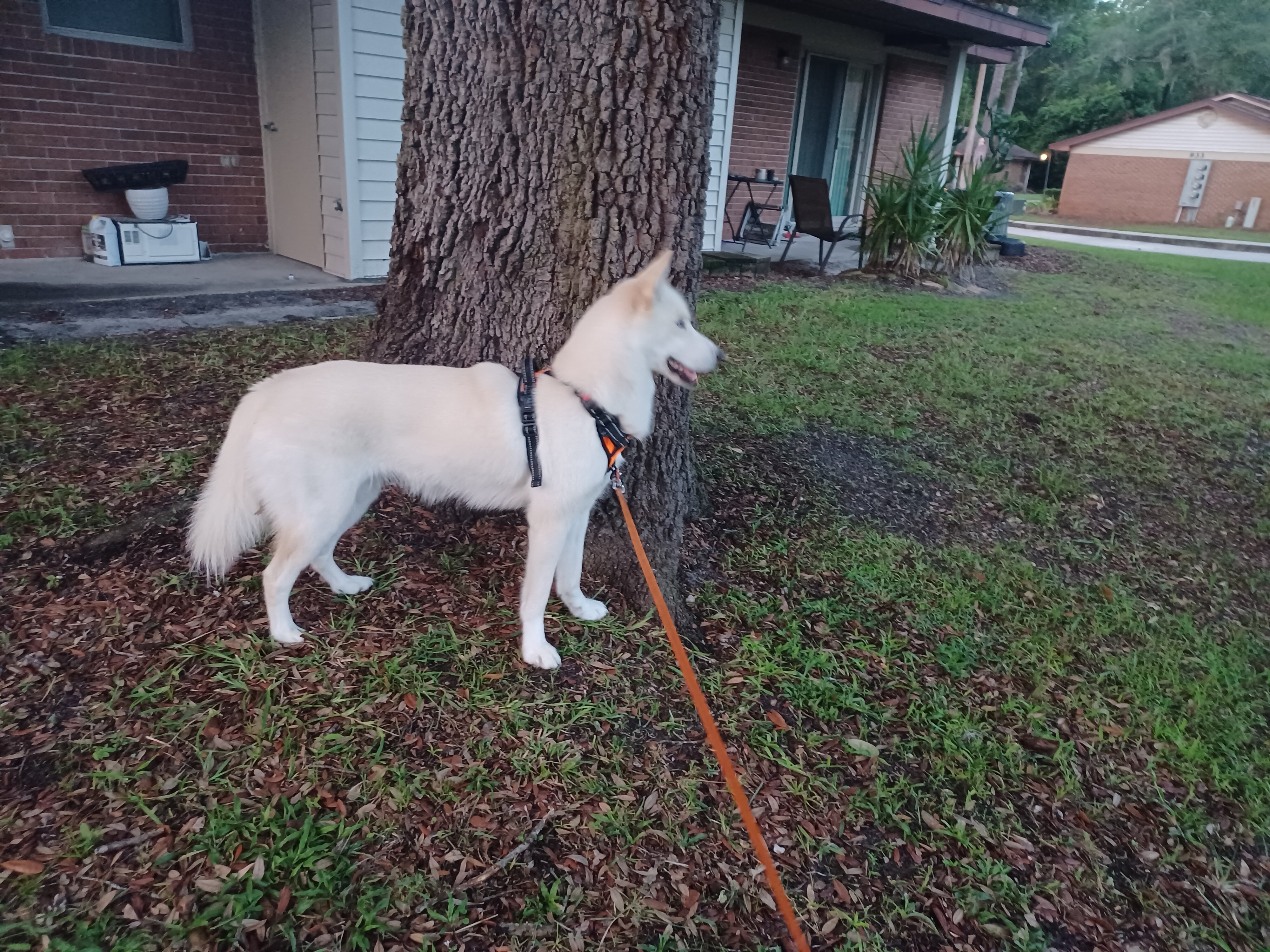 17month old Beautiful winter Husky image 4