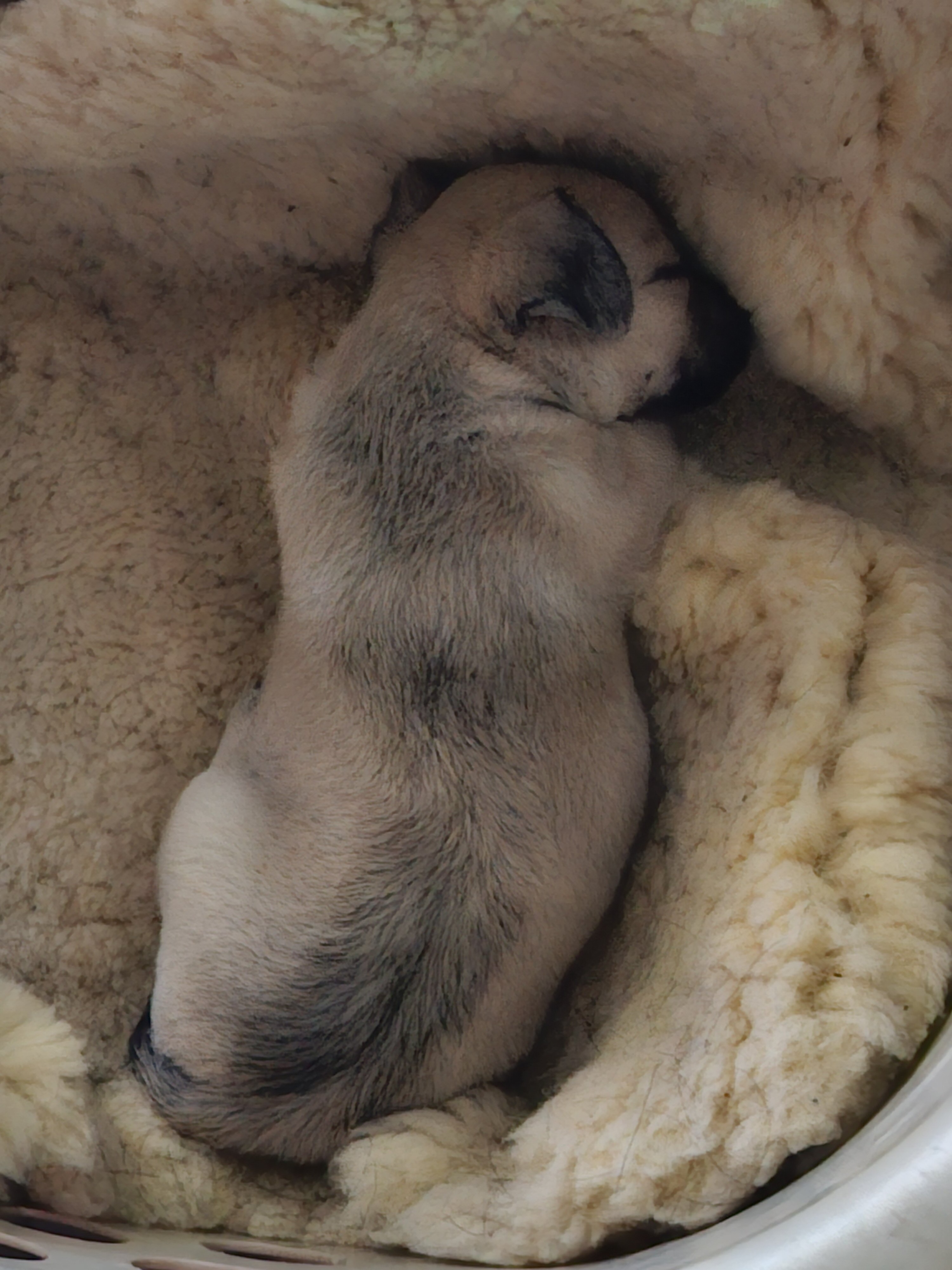 Male Chihuahua puppy 8 weeks old image 2
