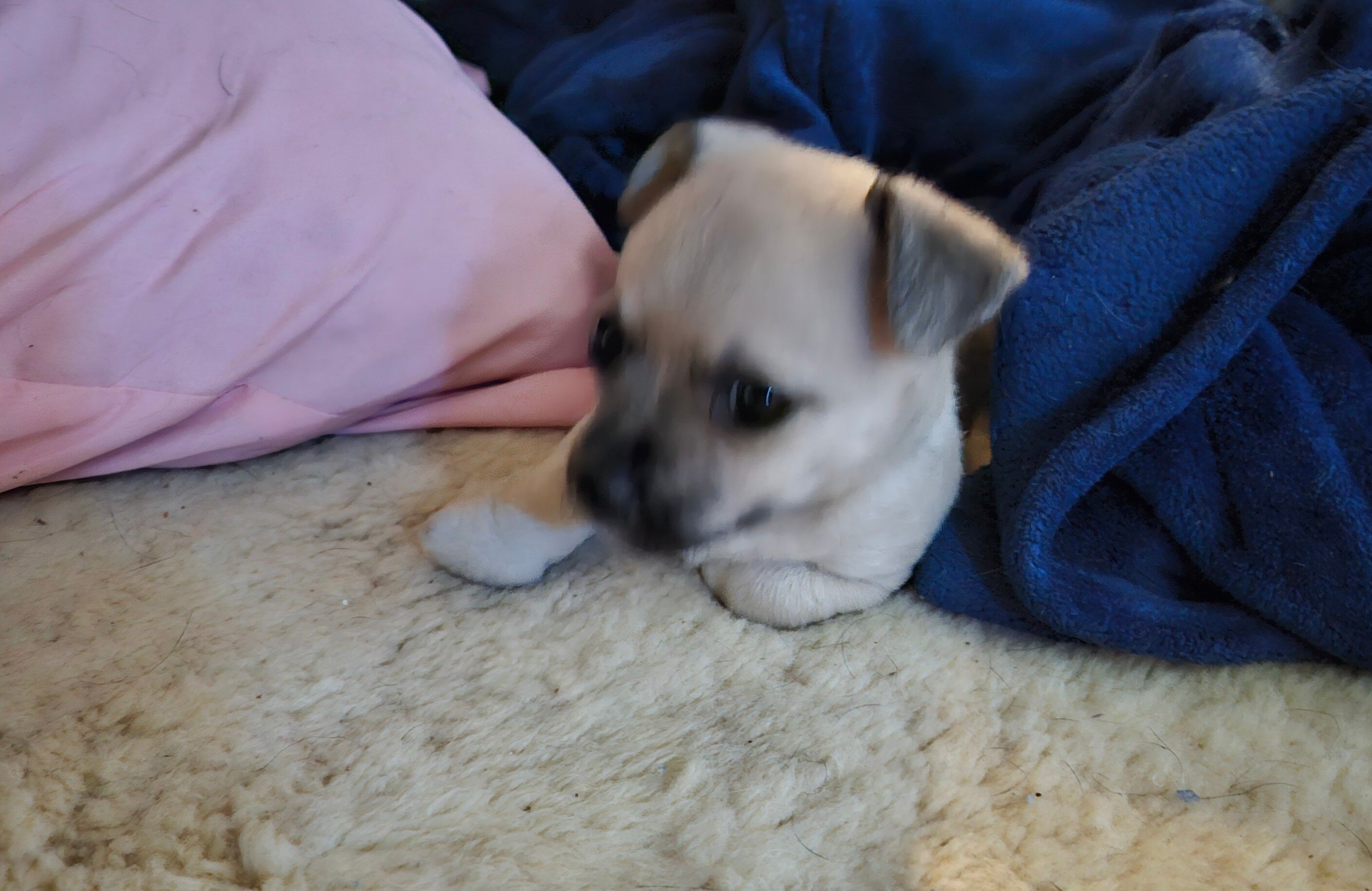 Male Chihuahua puppy 8 weeks old image 4