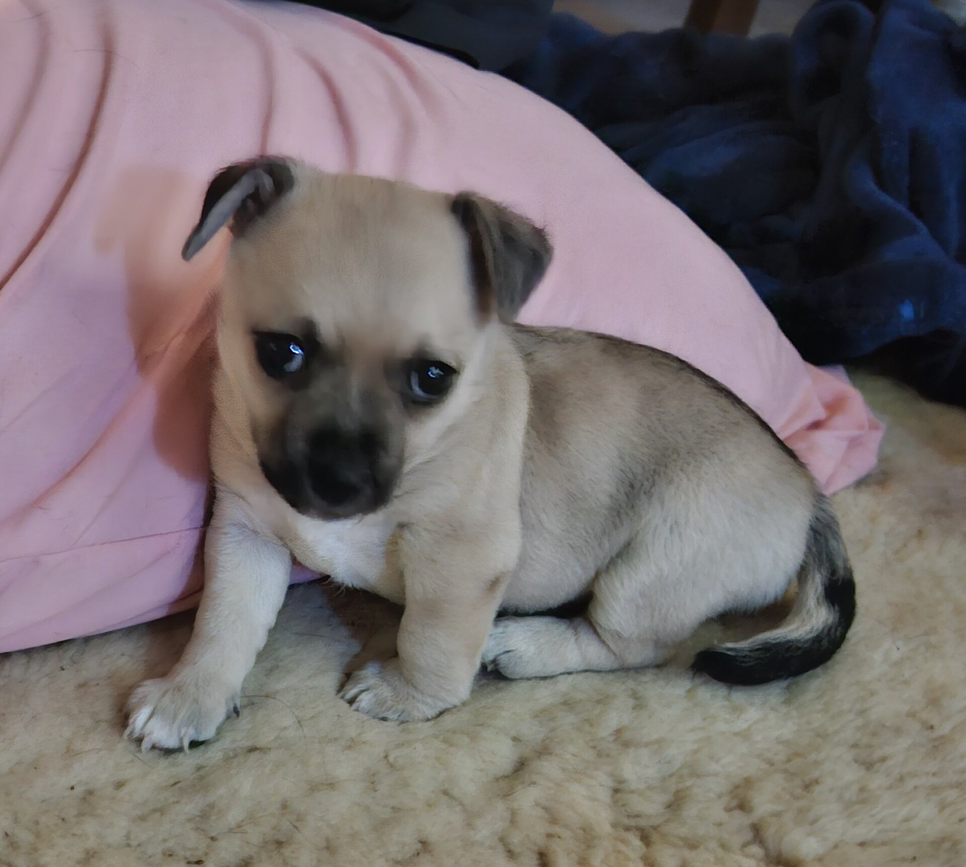 Male Chihuahua puppy 8 weeks old image 1