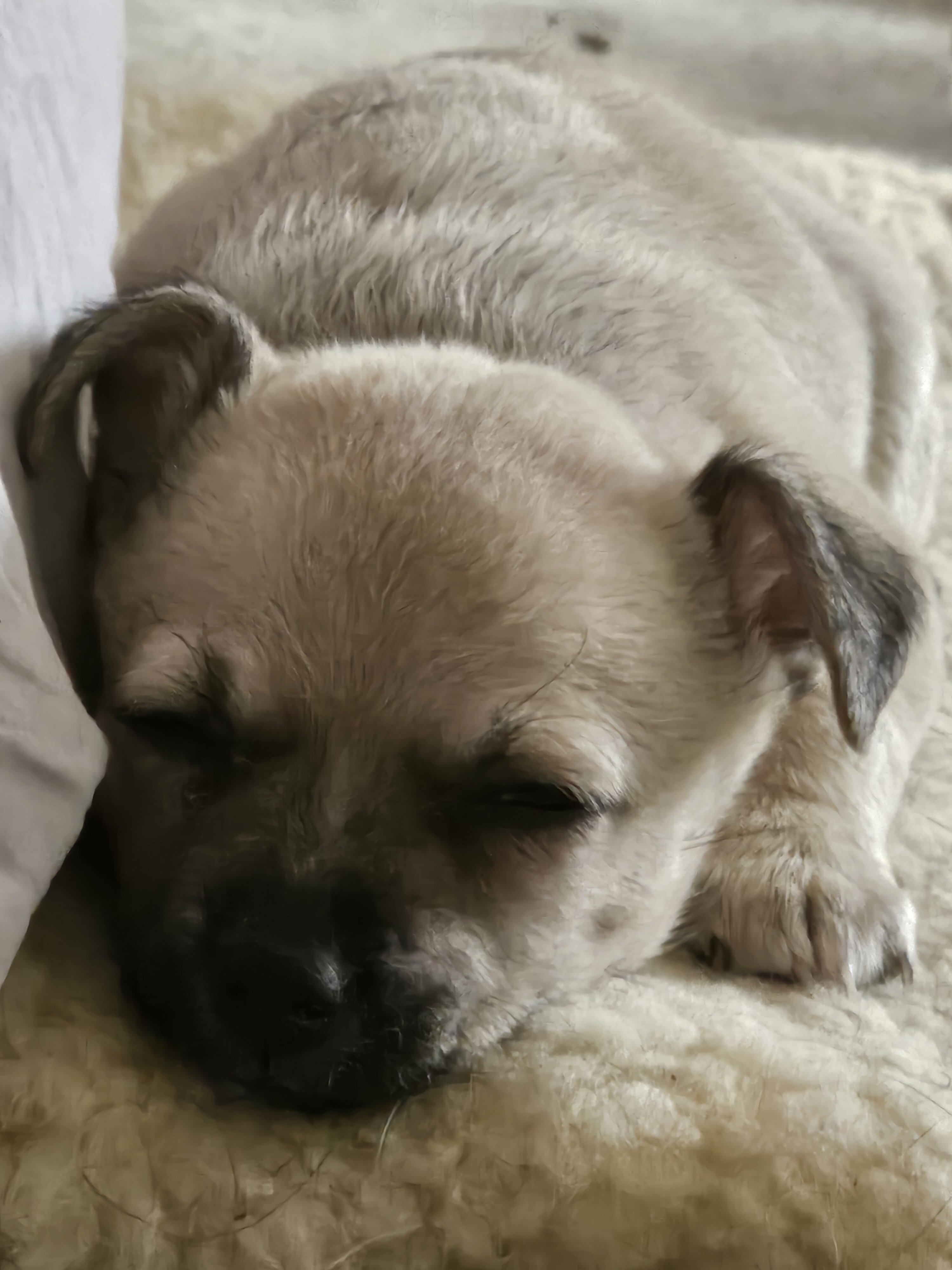 Male Chihuahua puppy 8 weeks old image 3