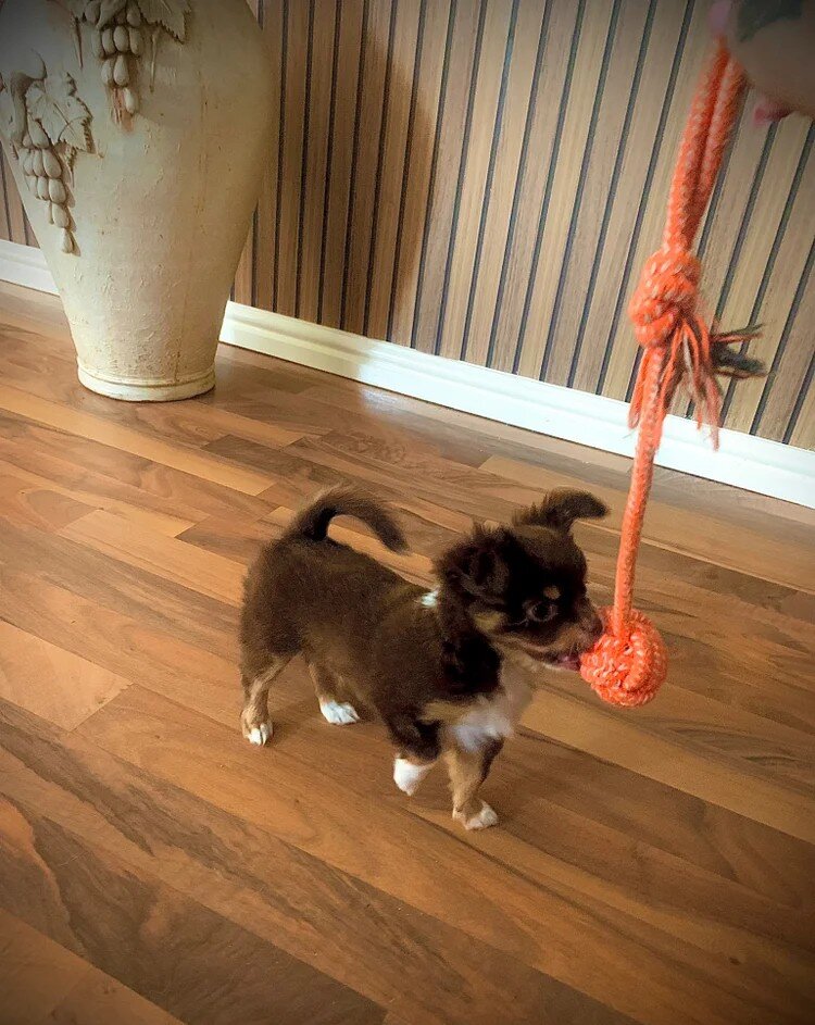 Chocolate long hair chihuahua boy image 4