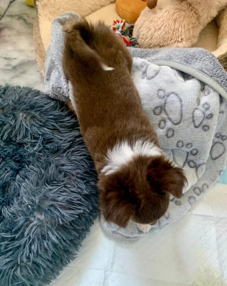Chocolate long hair chihuahua boy image 3