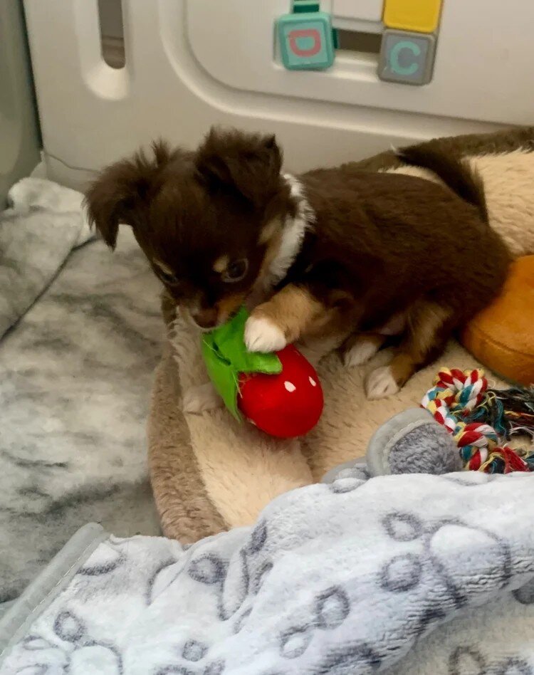 Chocolate long hair chihuahua boy image 2